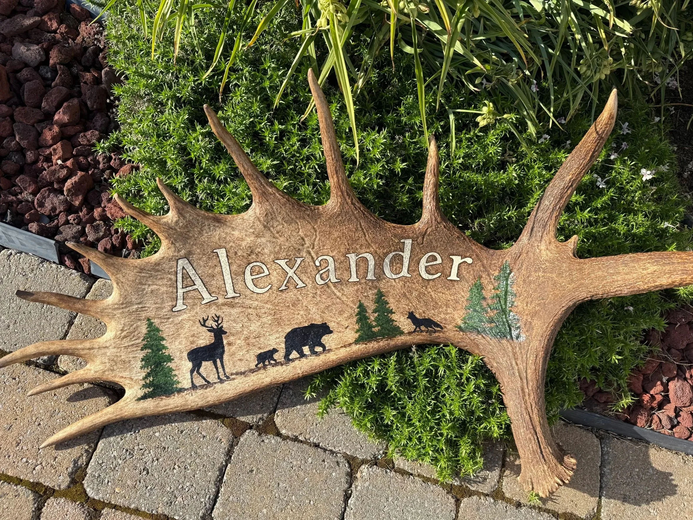 Moose Antler