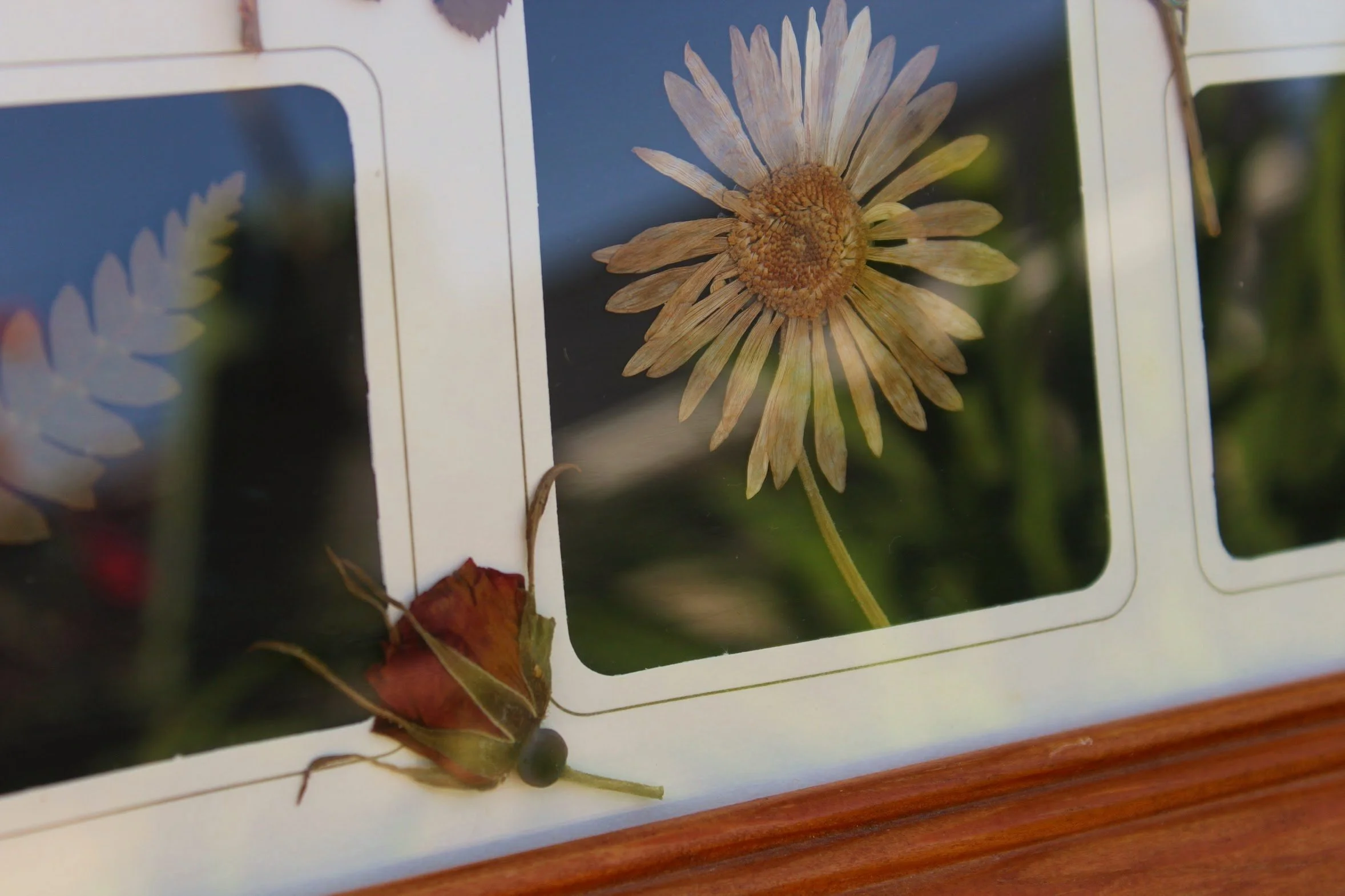 A dried flower collage with a small dry rose and a daisy on a white background and a reflective surface.