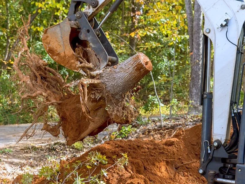 stump-tree-removal-services.jpg