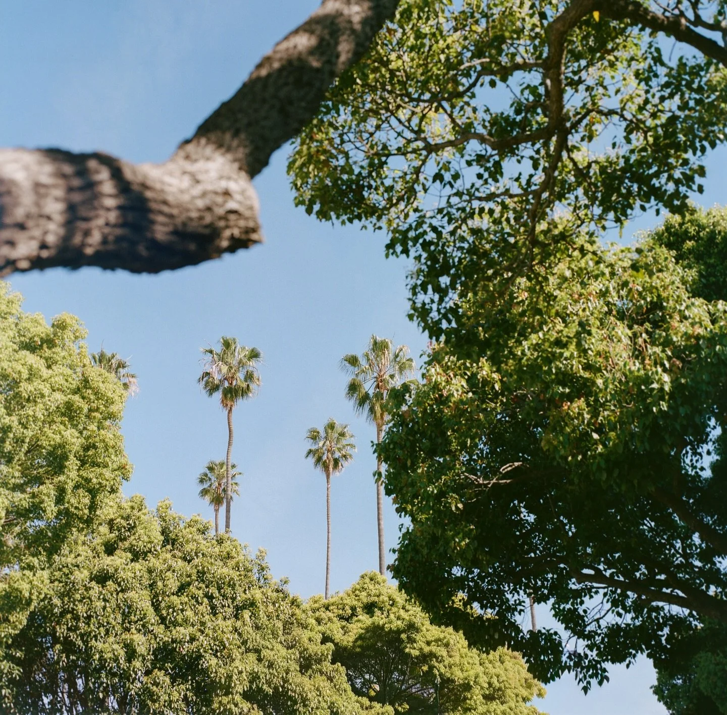 went on a little film walk this morning to finish off a roll on my hasselblad 🎞️ :)