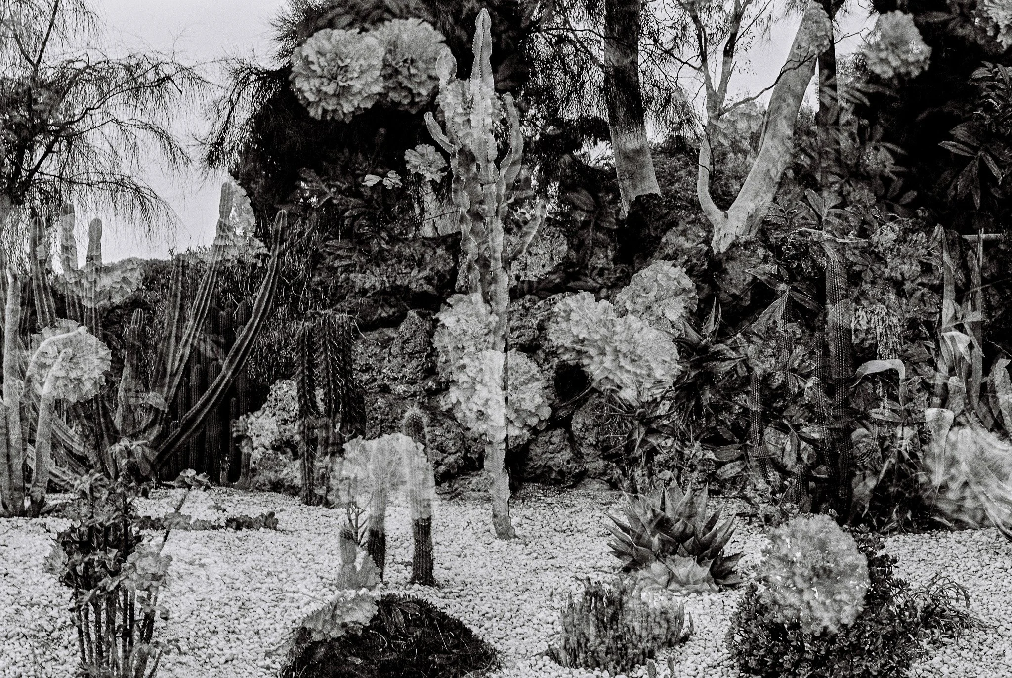 Should You Disappear: Photography, Presence, and the Things We Leave Behind