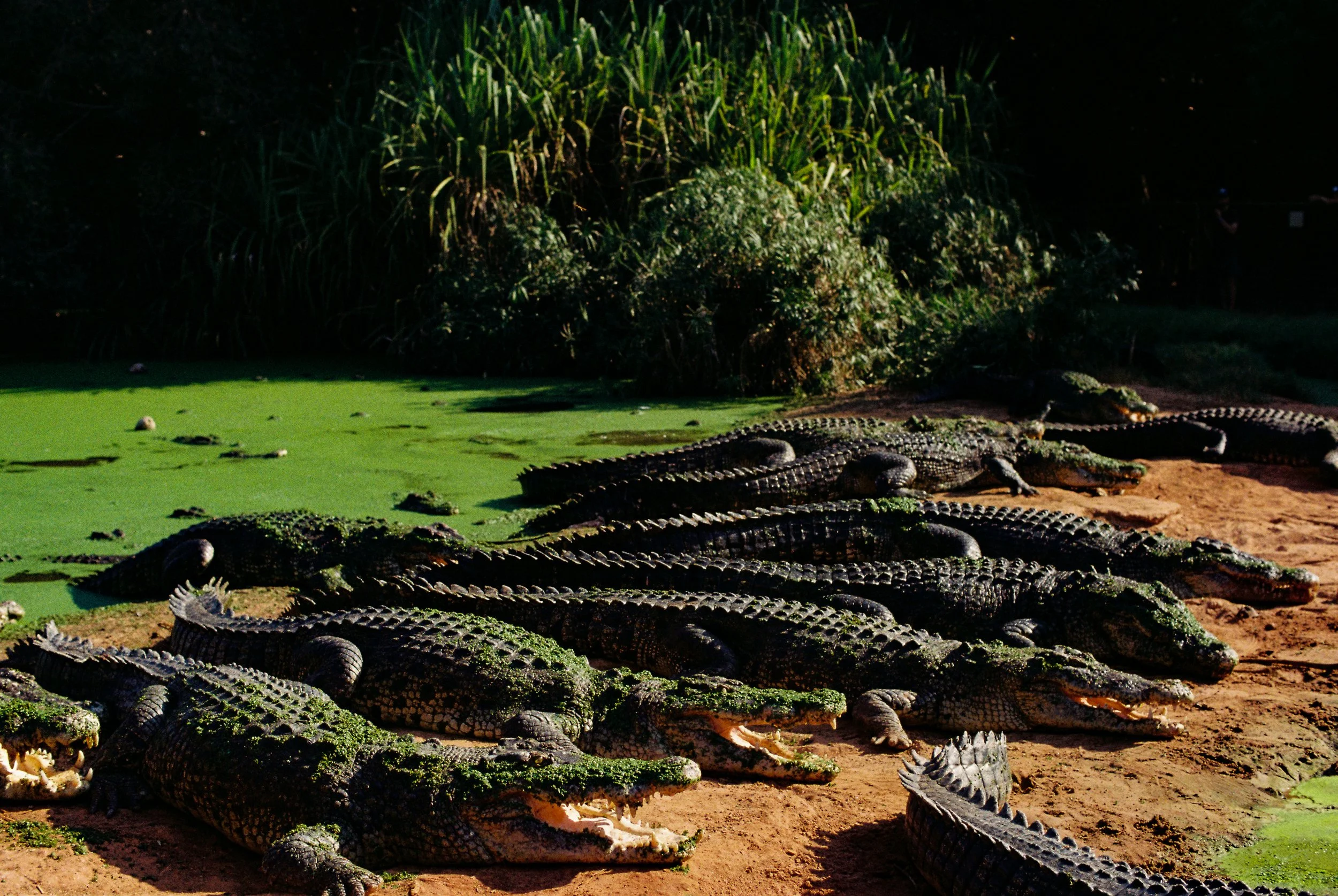 Multiple crocodiles lying on a dirt surface near a green algae-covered water body, with dense green foliage in the background. 35mm film photography. Kodak Ultramax 400. Fujifilm Frontier SP-3000 high-resolution scan. Professional mail-in film proces