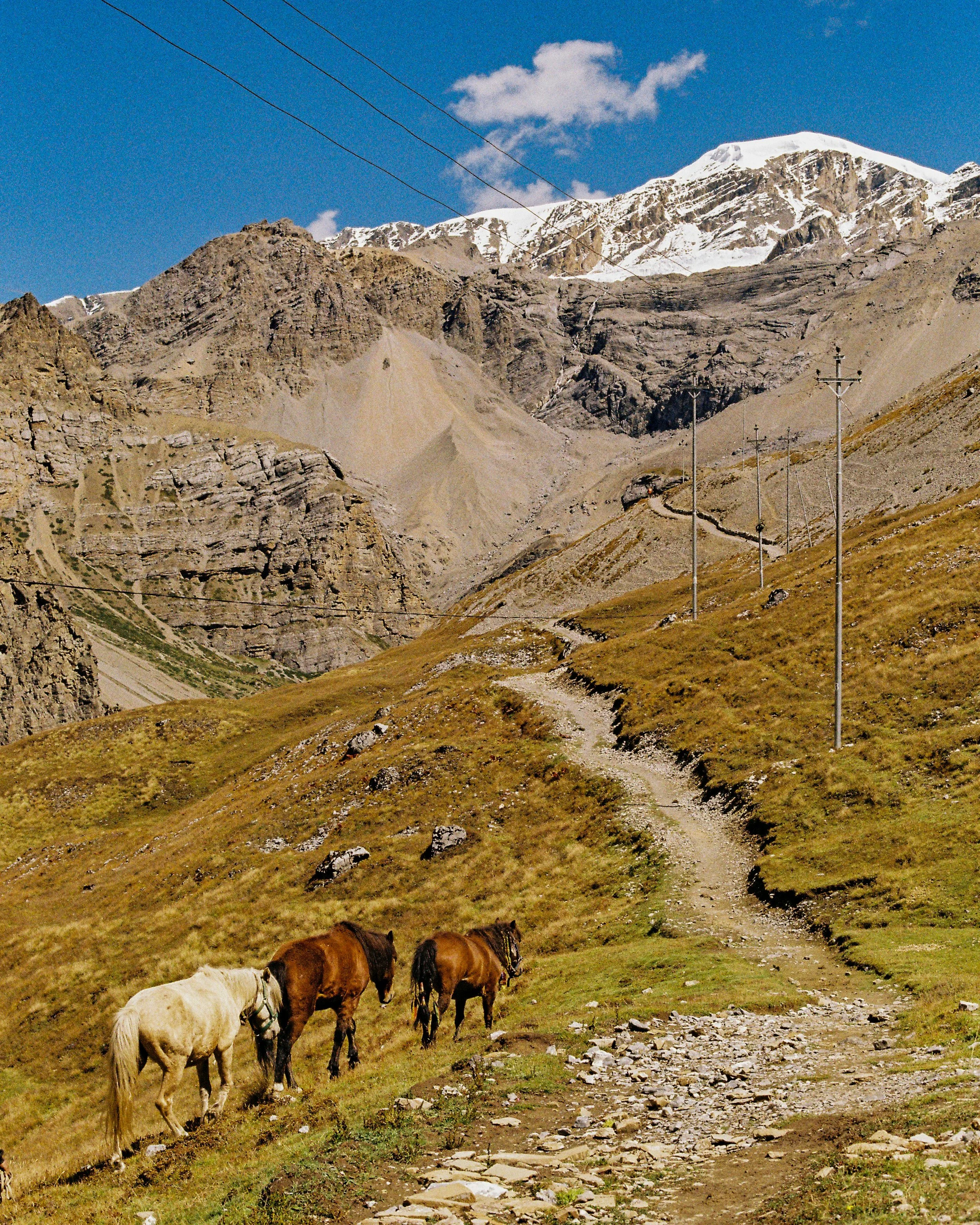 Horses grazing on a hillside in Peru with snow-capped mountains in the background and power lines crossing the sky. 35mm film photography. Kodak Ultramax 400. Fujifilm Frontier SP-3000 high resolution scan. Film processing australia. Nikon F100, Niko