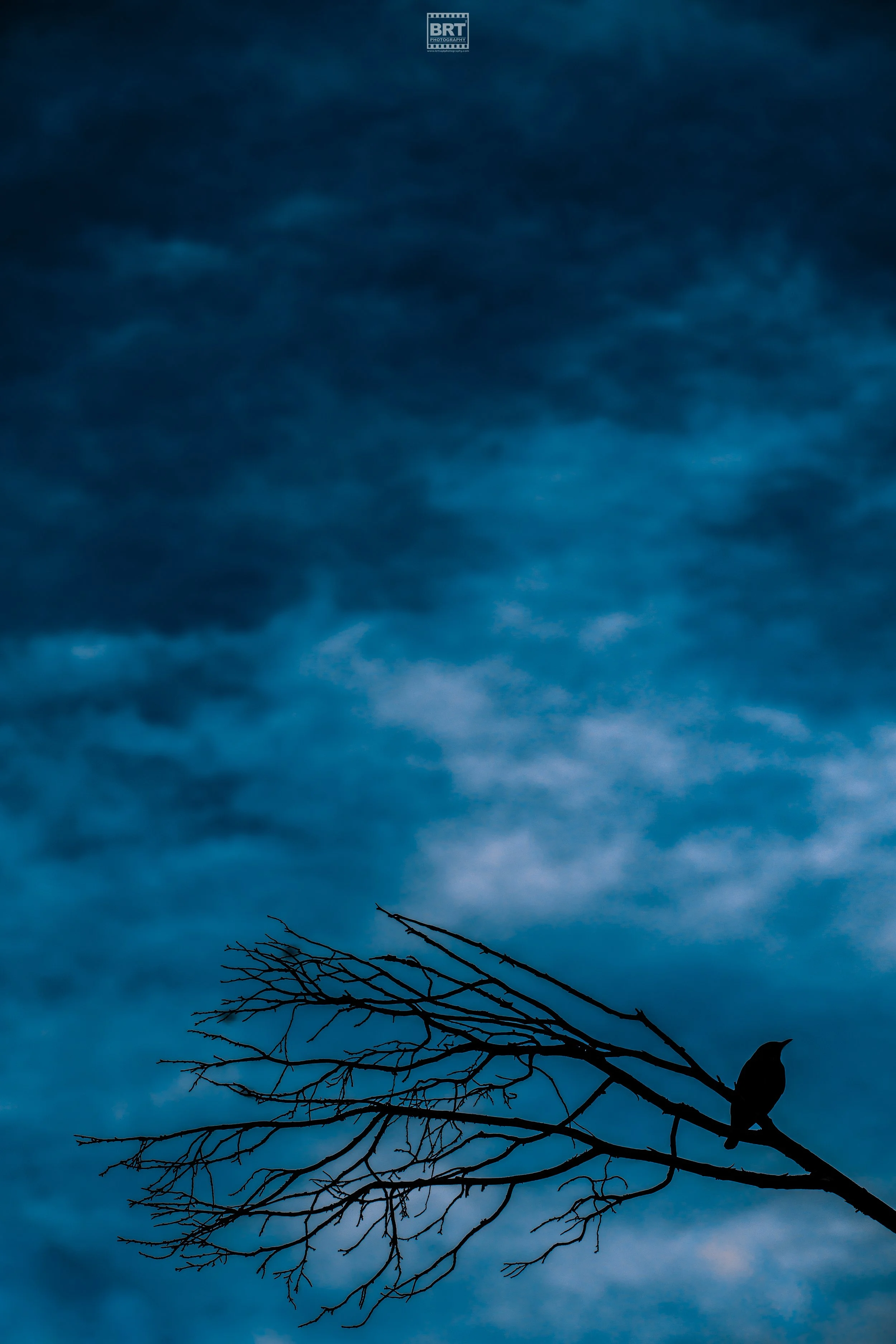 A silhouette of a tree branch with a bird perched on it against a cloudy, dark blue sky.