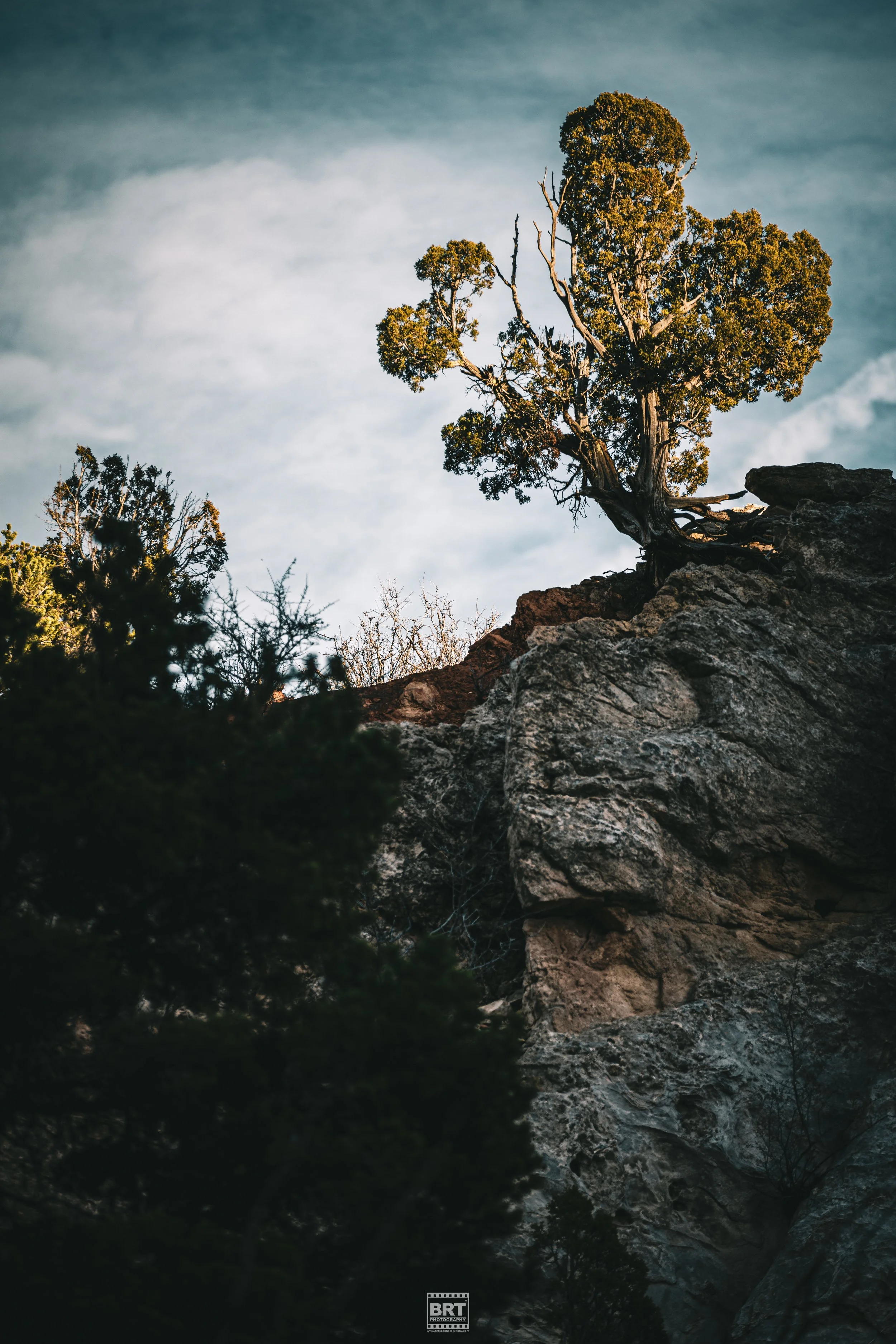 A solitary tree growing on a rocky cliff with a cloudy sky in the background.