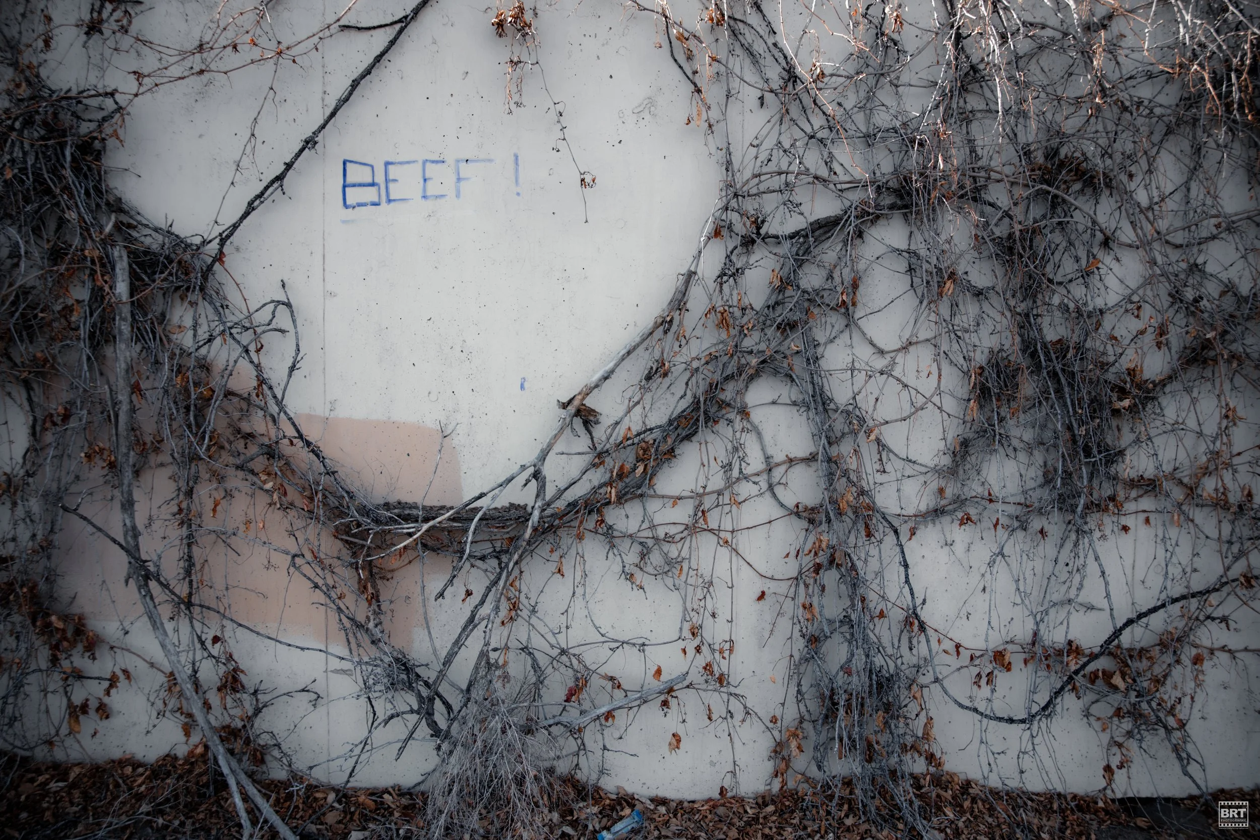 A concrete wall with dried, leafless vines and a blue spray-painted word 'BEEF!'.