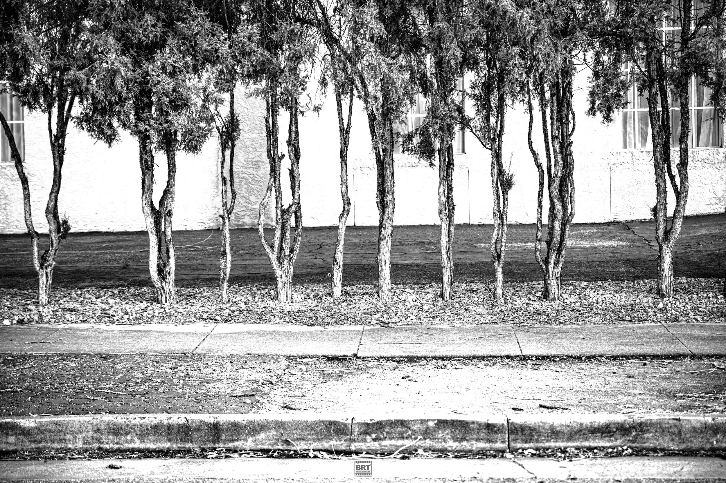 A black and white photograph of a row of tall, thin trees with twisted trunks planted along a sidewalk, with a white wall and three windows in the background.