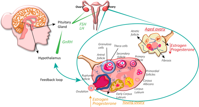 Modern Human Female’s Ovarian Function Continues to Conceptualize on Natural Selection, Adaptation and Variation as Earlier  Primates (2013)