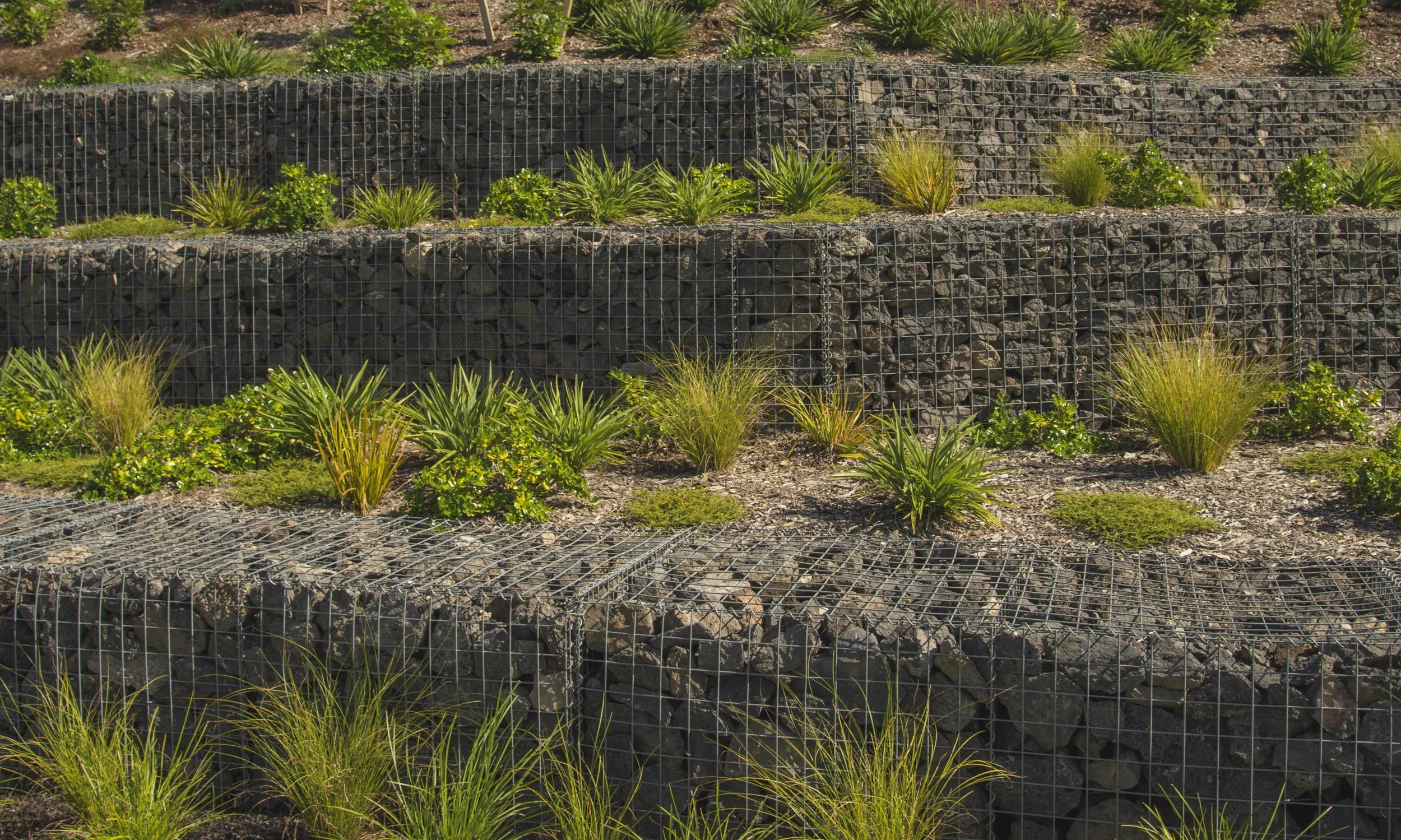 Ace Landscapes _LIL9658.jpg