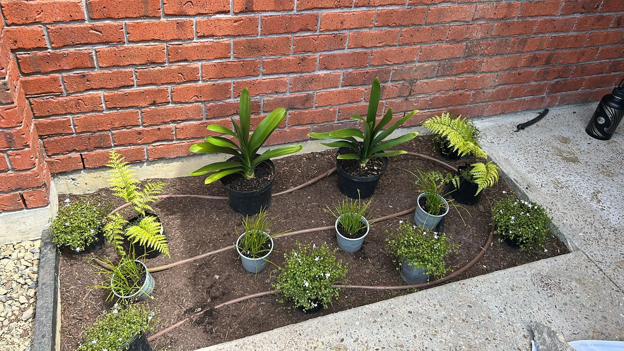 Ace Landscapes Plants.jpg