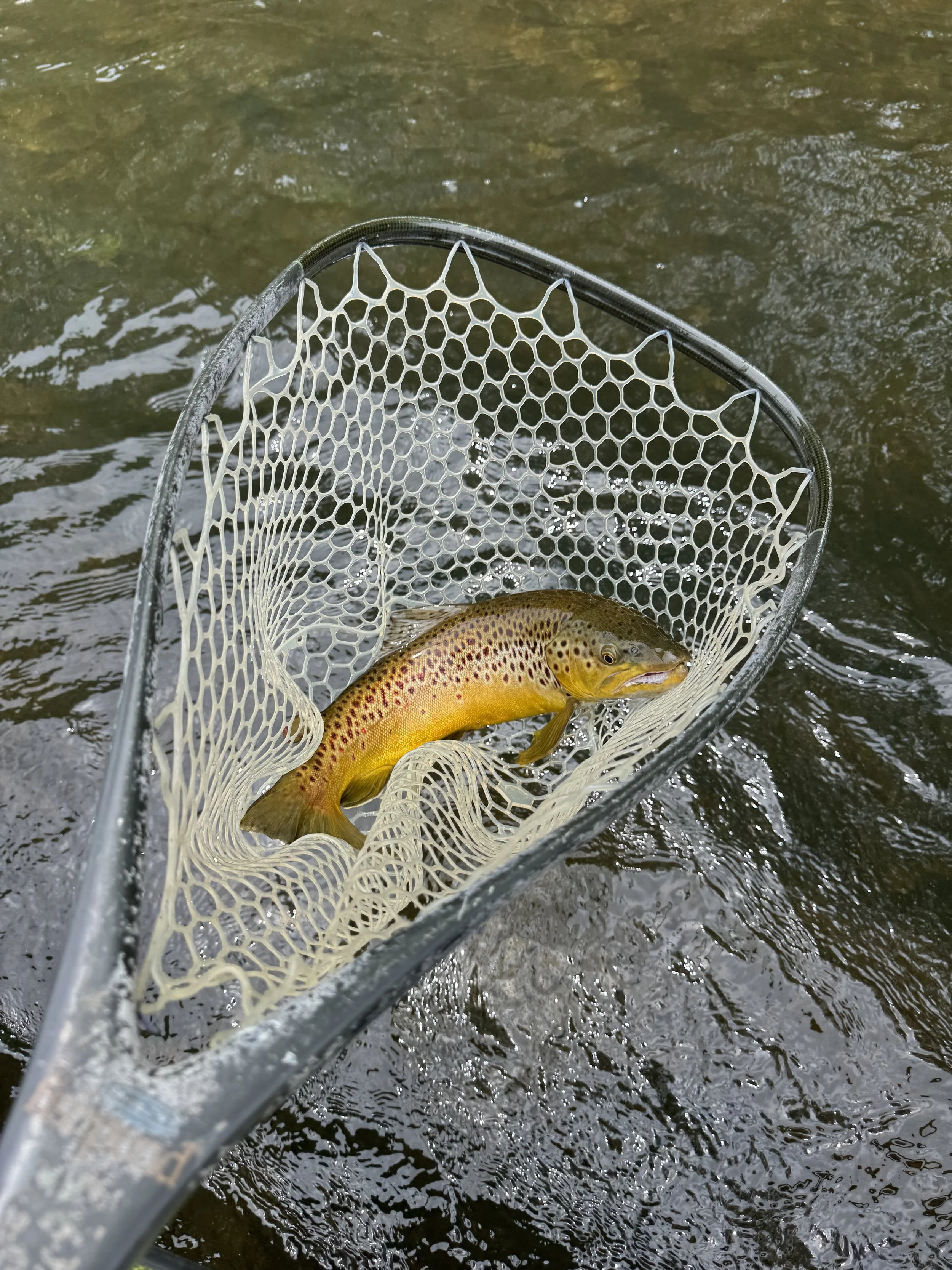 Brown Trout in Net
