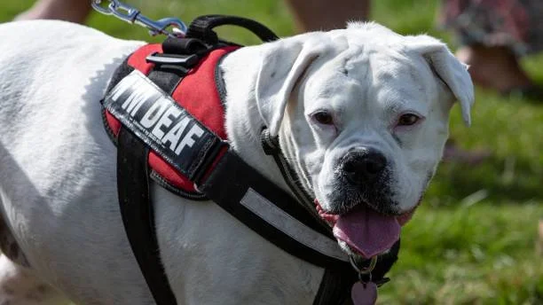 10 Hand Signals to Train Your Deaf Dog (A Complete Training Guide)