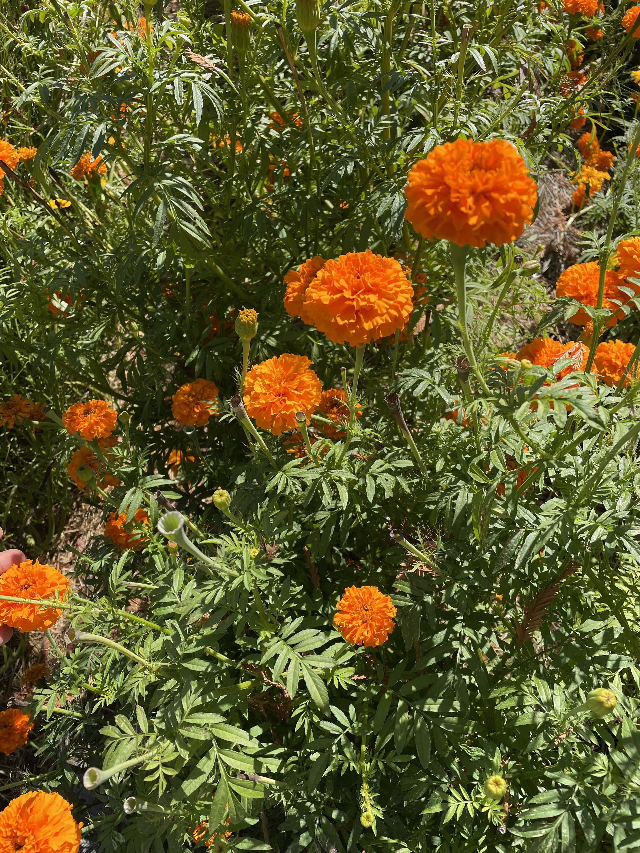 A bush of bright orange marigold flowers with green leafy stems and buds in sunlight.