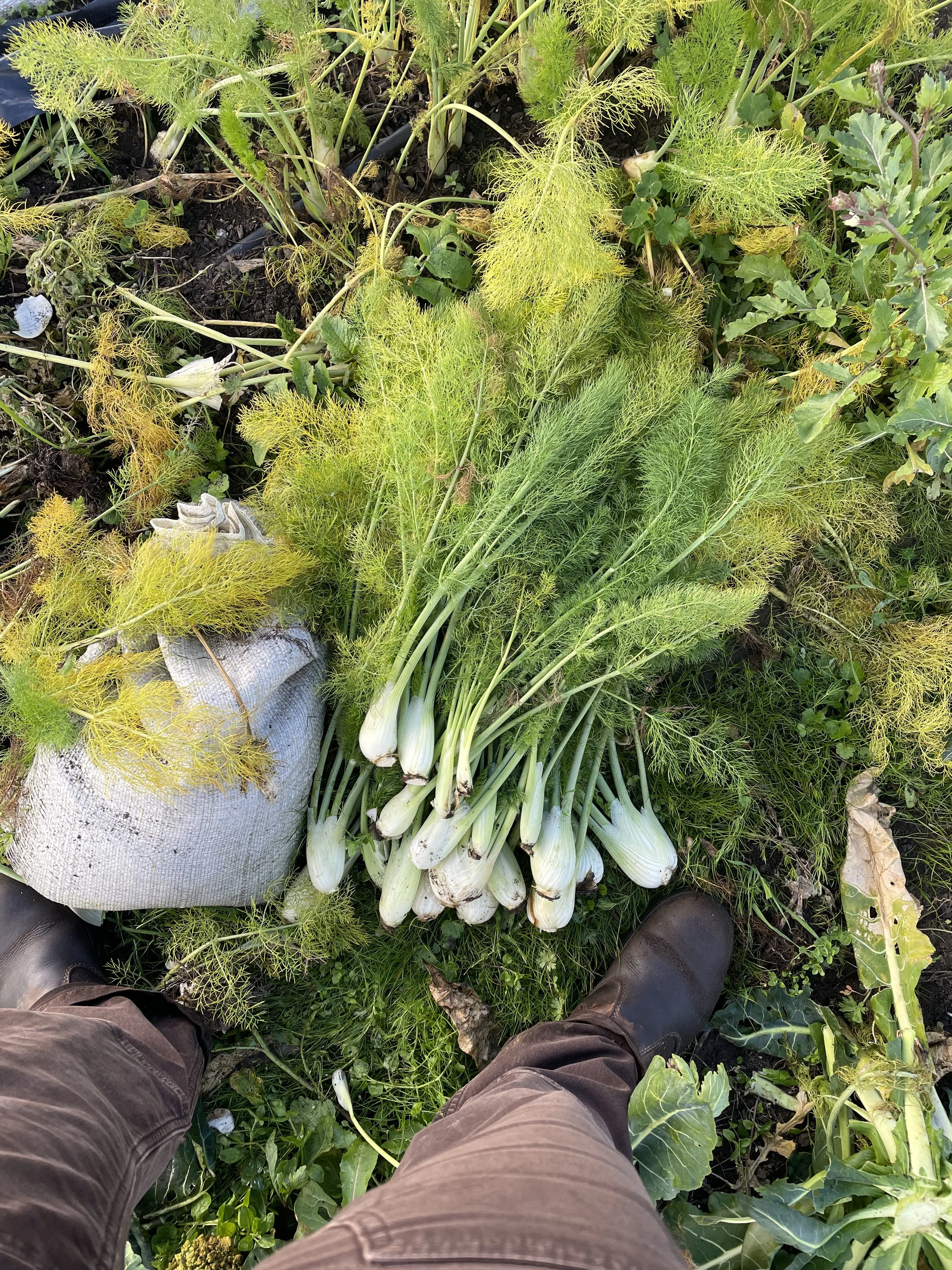 A bunch of freshly harvested fennel bulbs with feathery green fronds, placed on the ground among other garden plants.