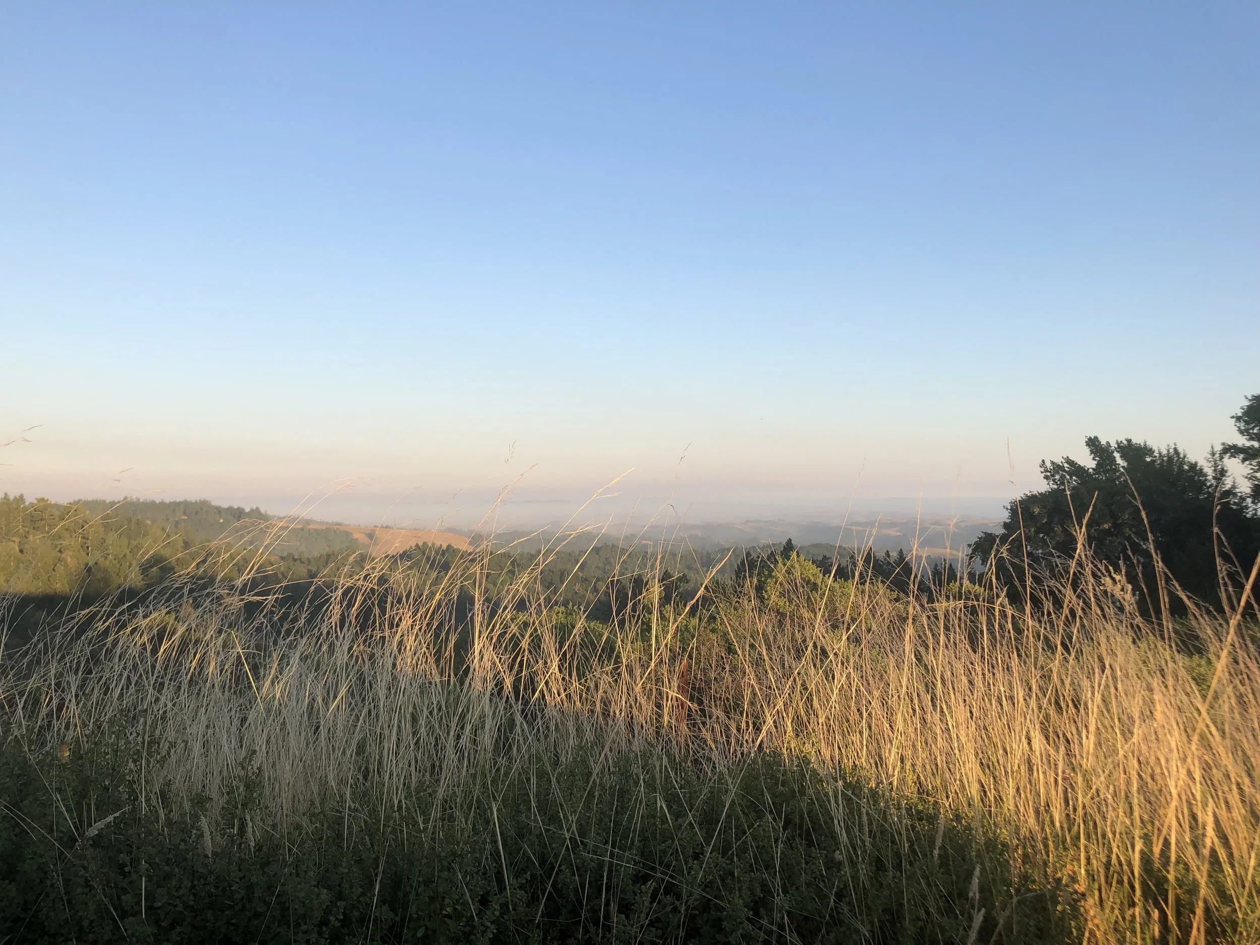 A scenic landscape of grassy fields and trees during sunset with a clear blue sky.