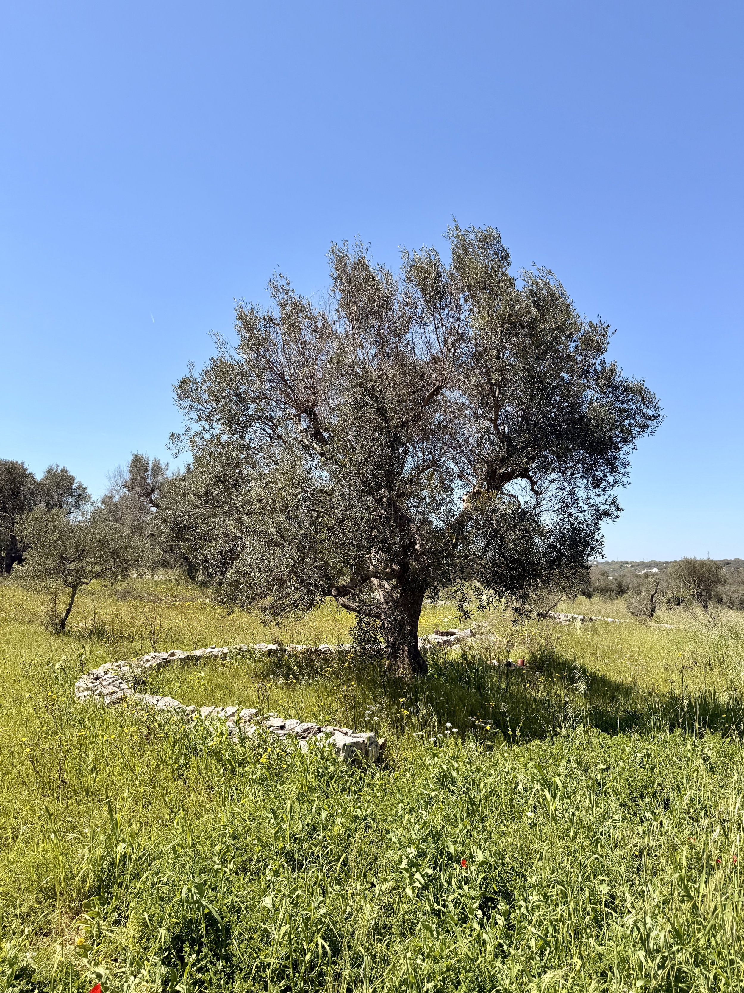 Ancient olive tree in a meadow at Trullo Ostro, Ostuni