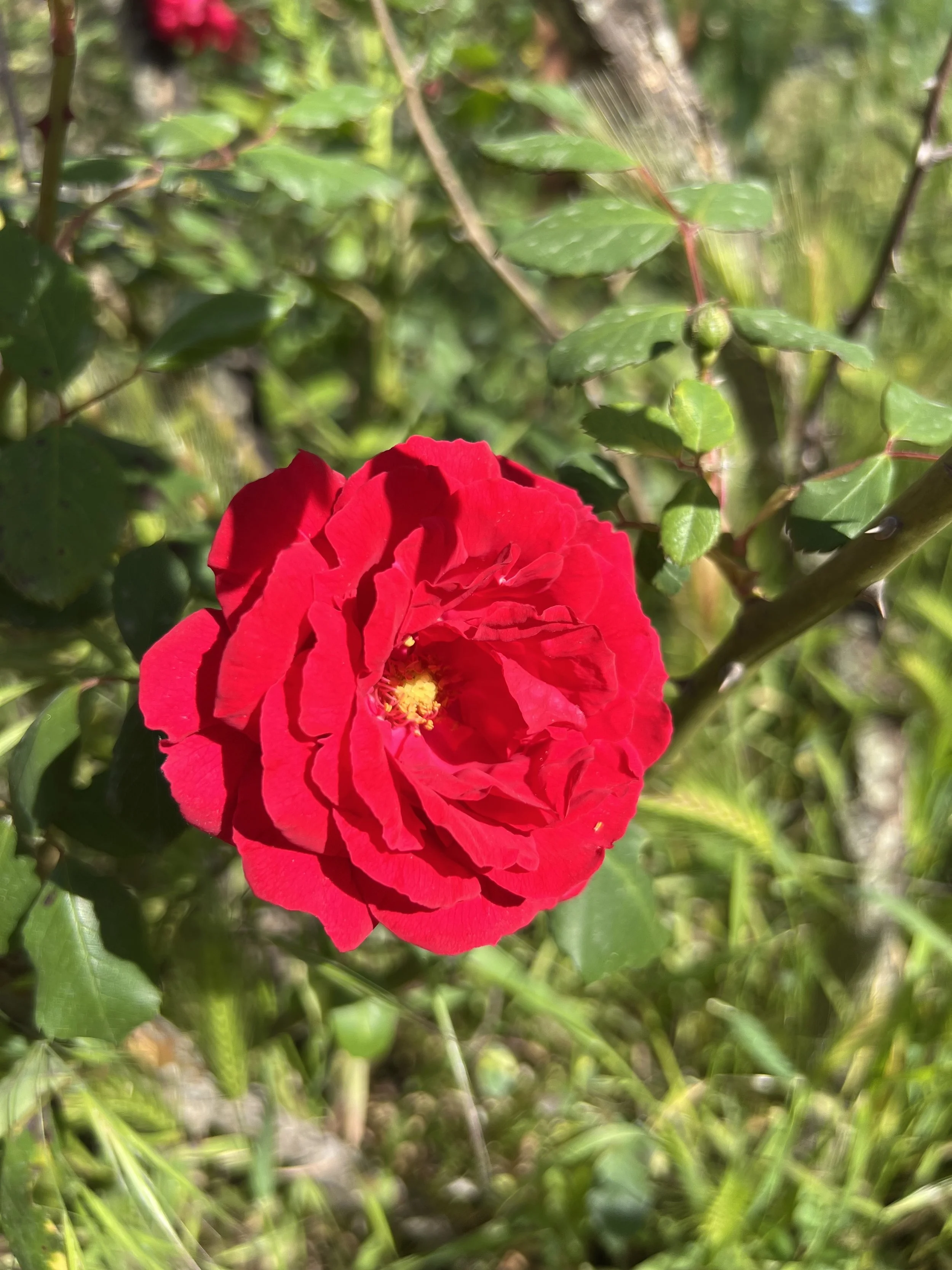 IMG_7316.jpeg