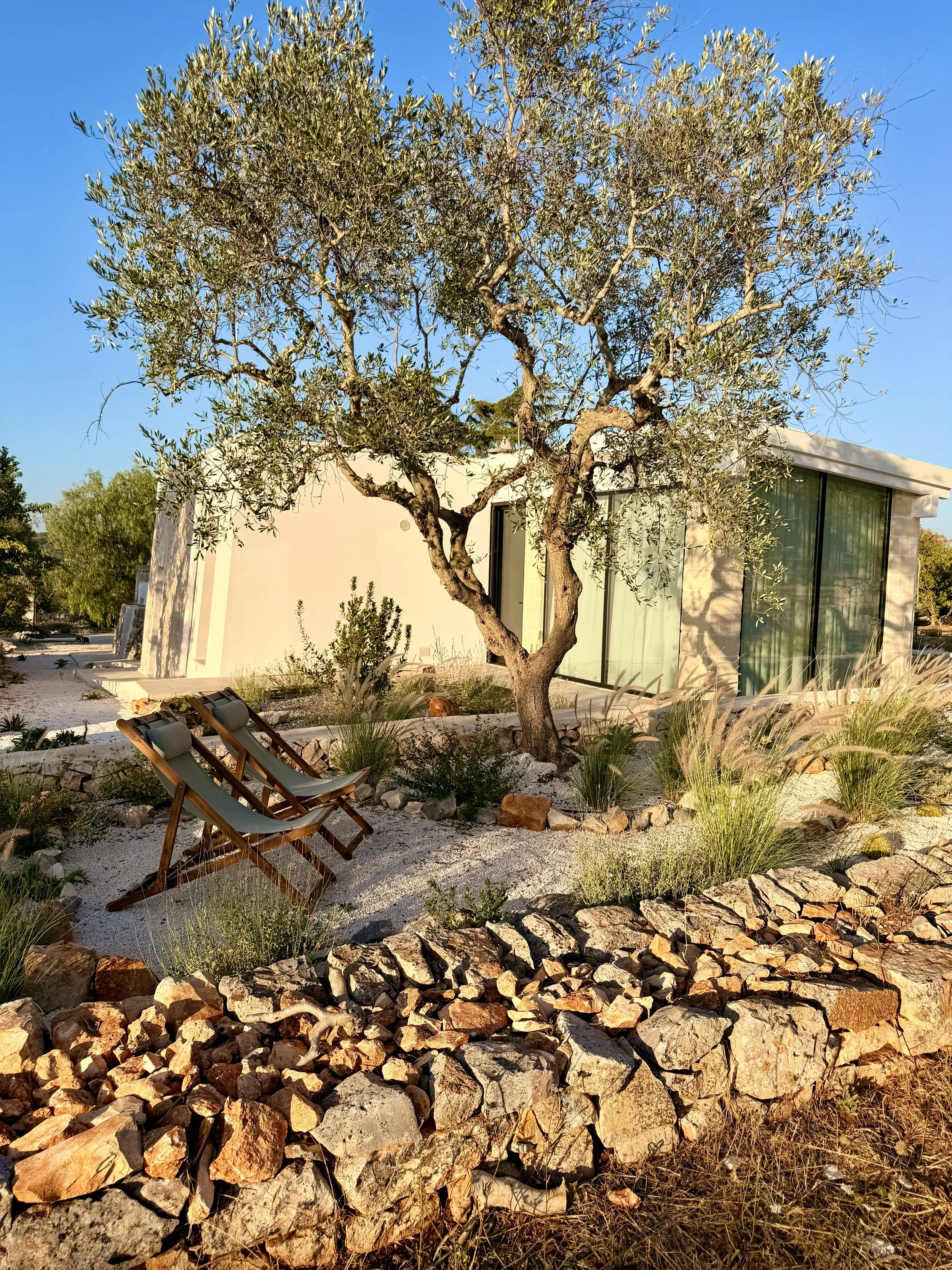 Deck chairs under an olive tree by the guest wing at Trullo Ostro
