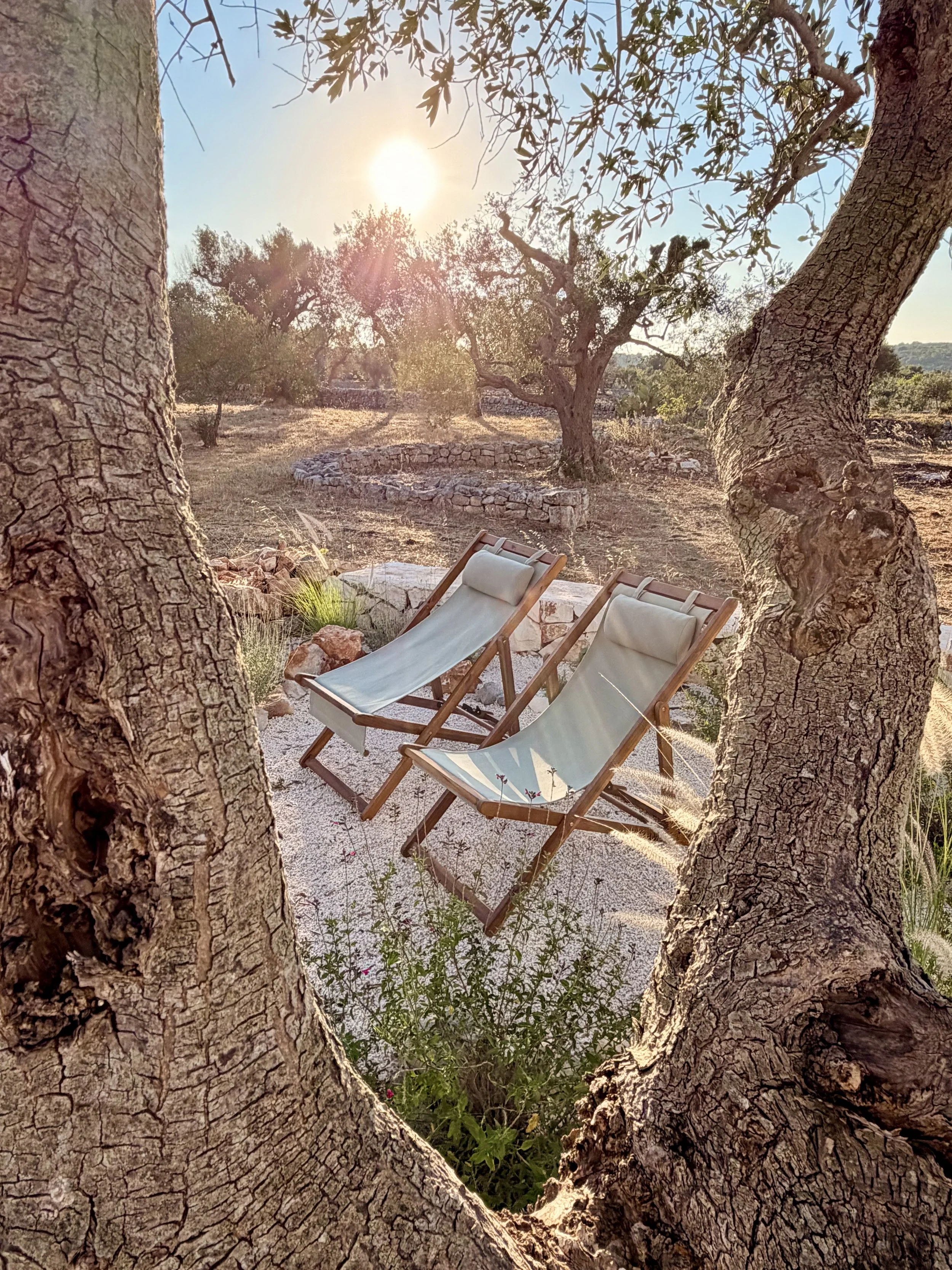 Two deck chairs under olive trees at Trullo Ostro in Puglia