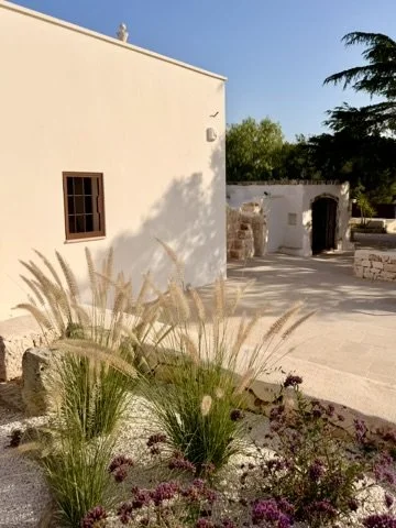 Whitewashed courtyard with ornamental grasses at Trullo Ostro