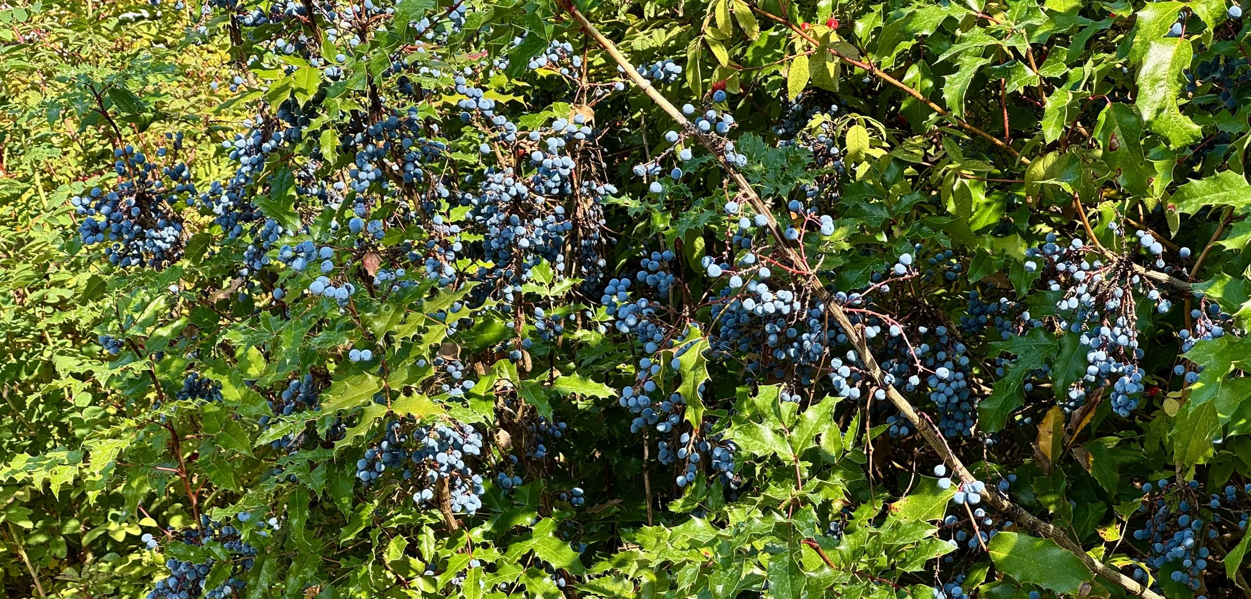 IMG_8832.jpg