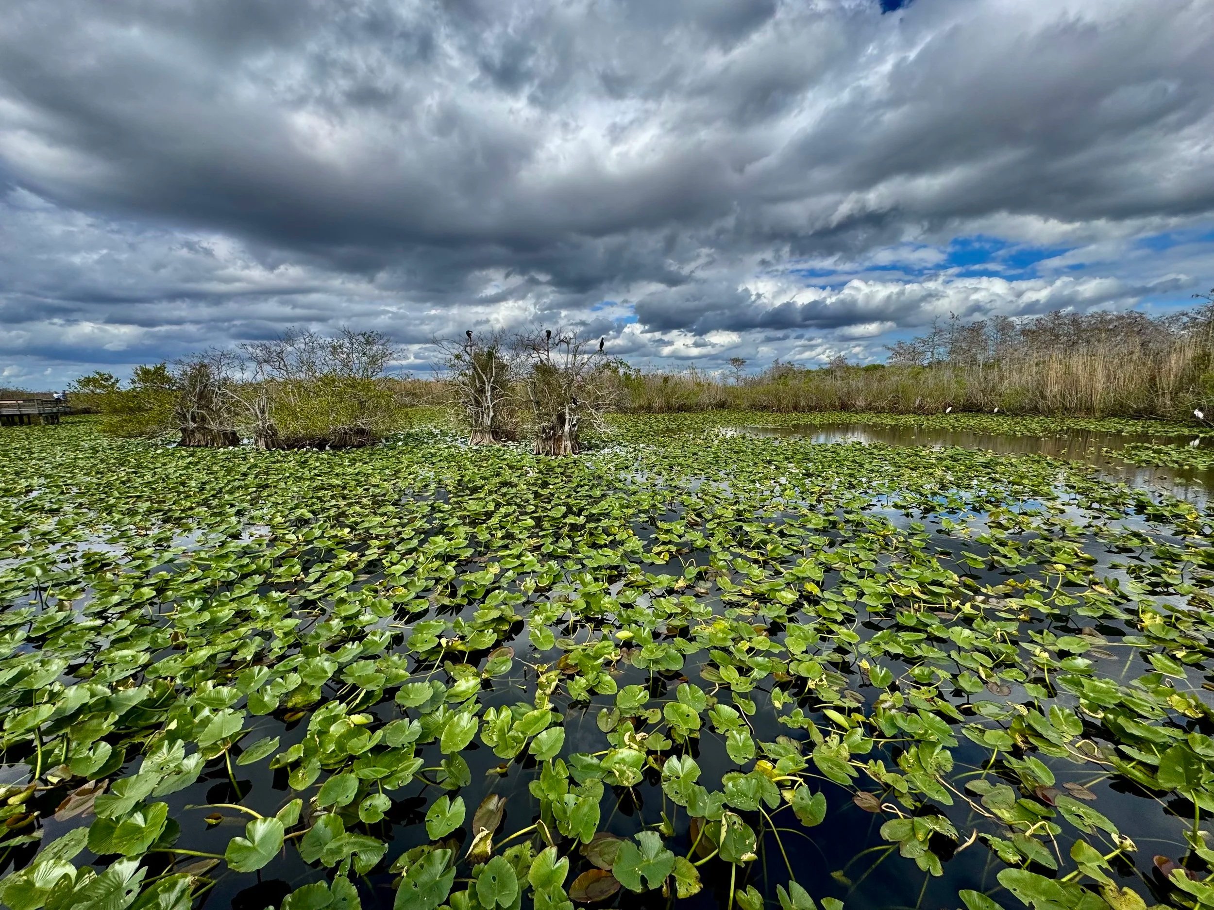 Everglades National Park - River of Grass returning