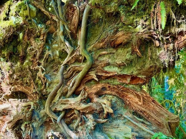 Roots.jpg