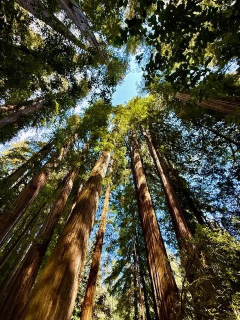 Redwoods 2025