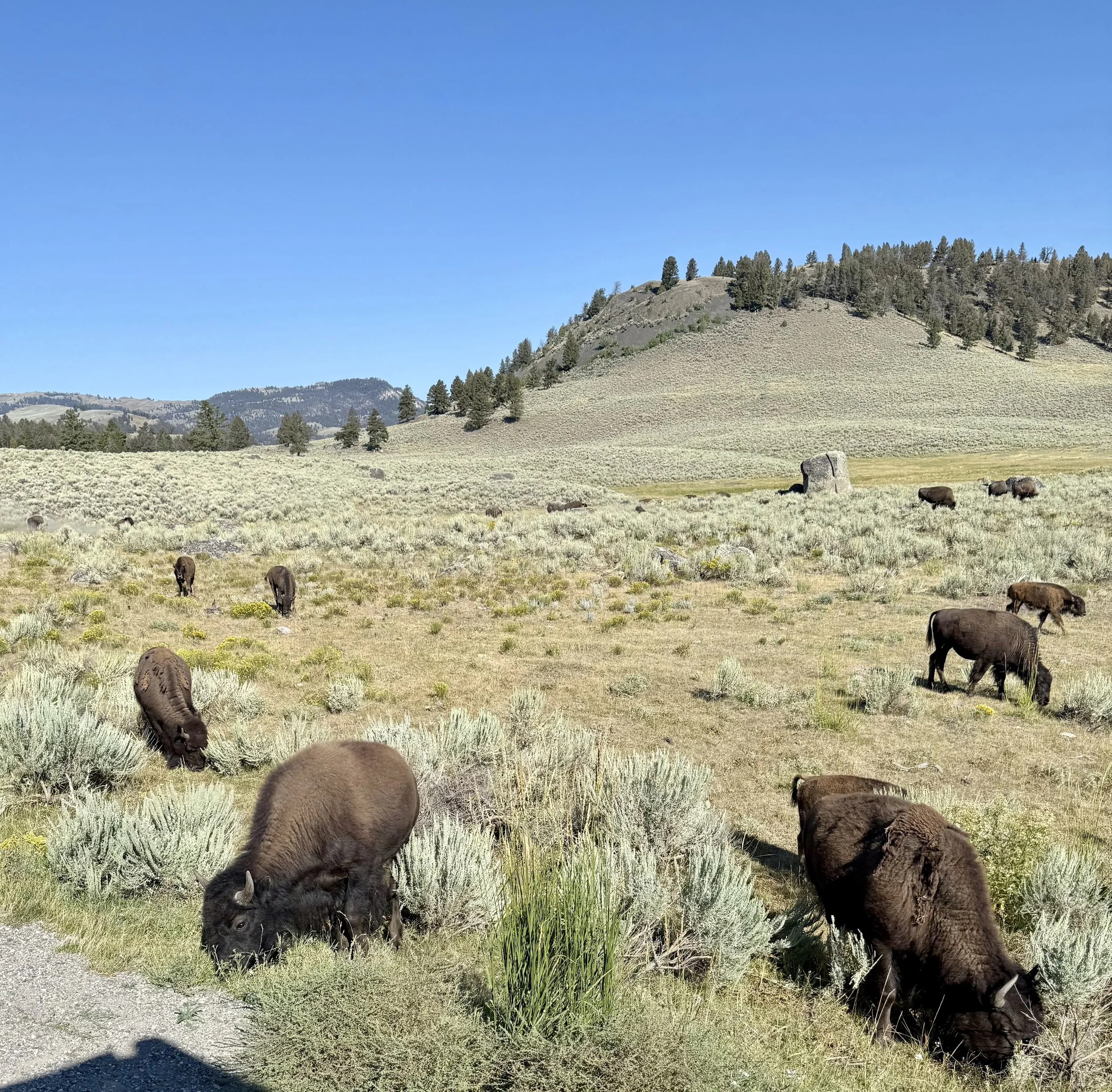 Yellowstone 2025