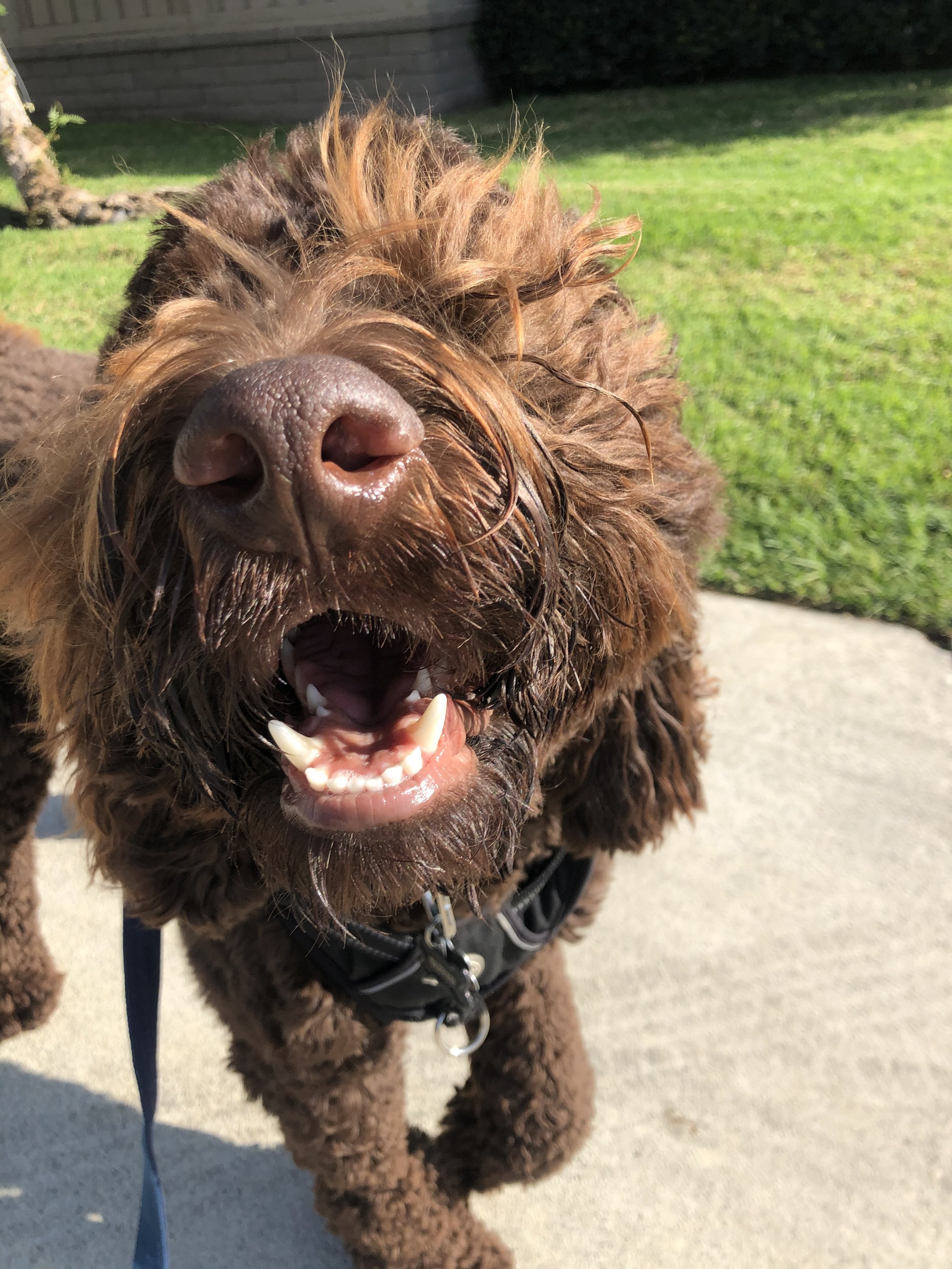 Close-up of an excited brown curly-haired dog with a harness, standing on a sidewalk with green grass and a house in the background.