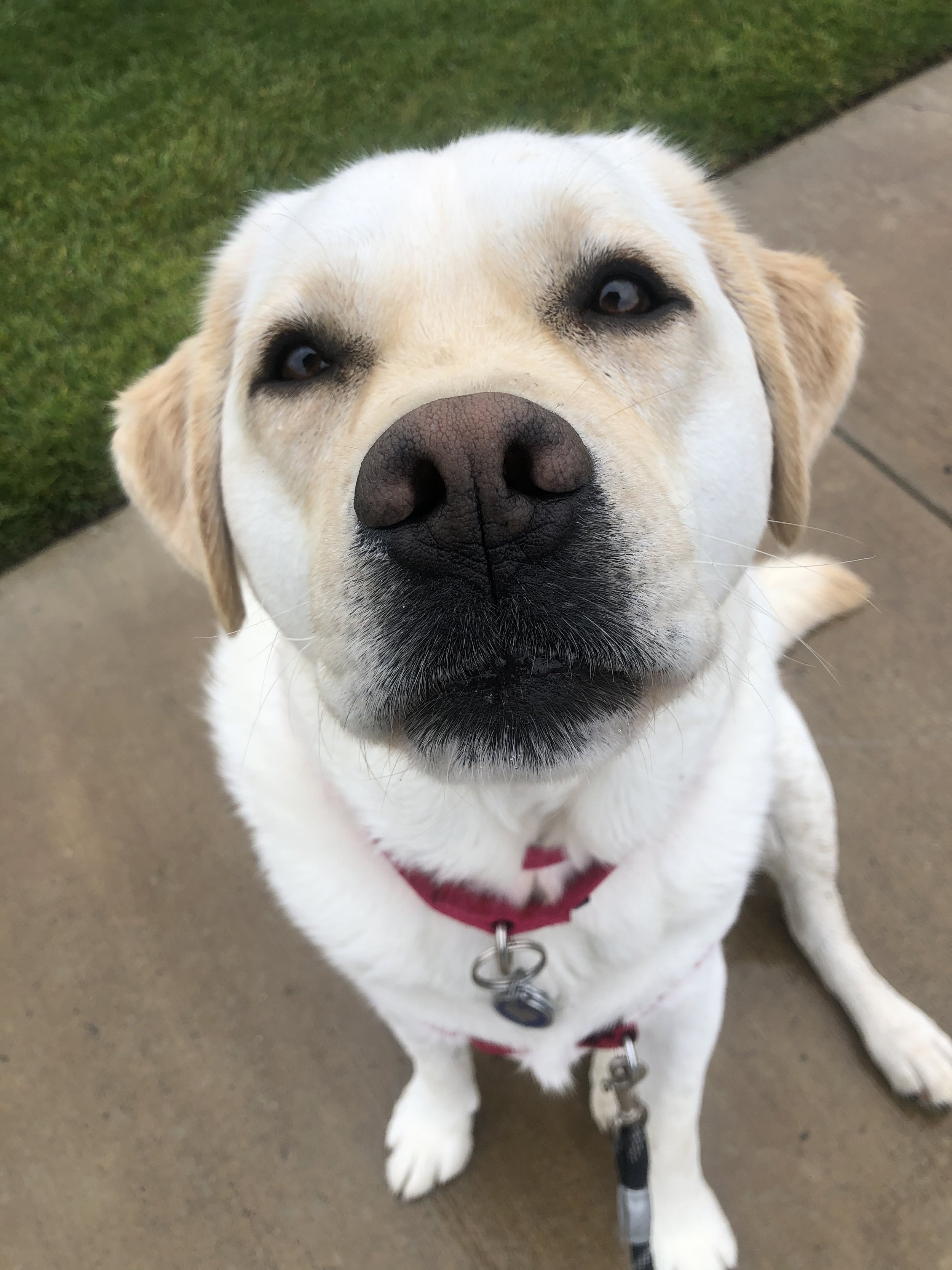 Close-up of a smiling, white and tan Labrador Retriever dog sitting outdoors on a sidewalk with grass nearby.