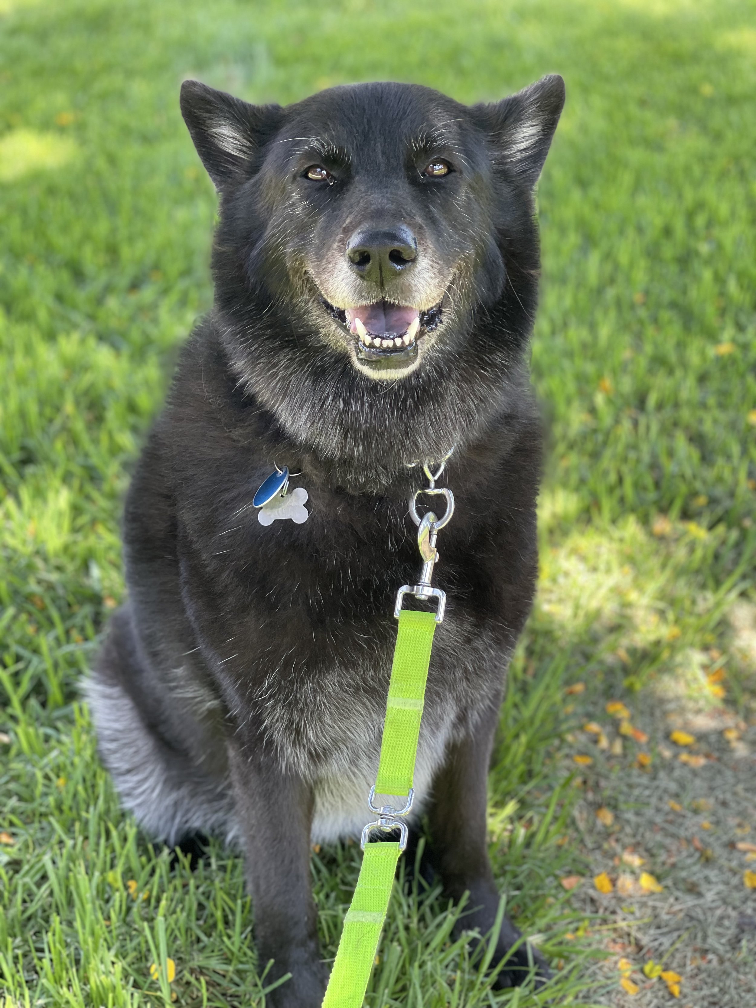 Smiling black dog sitting on grass with a green leash.