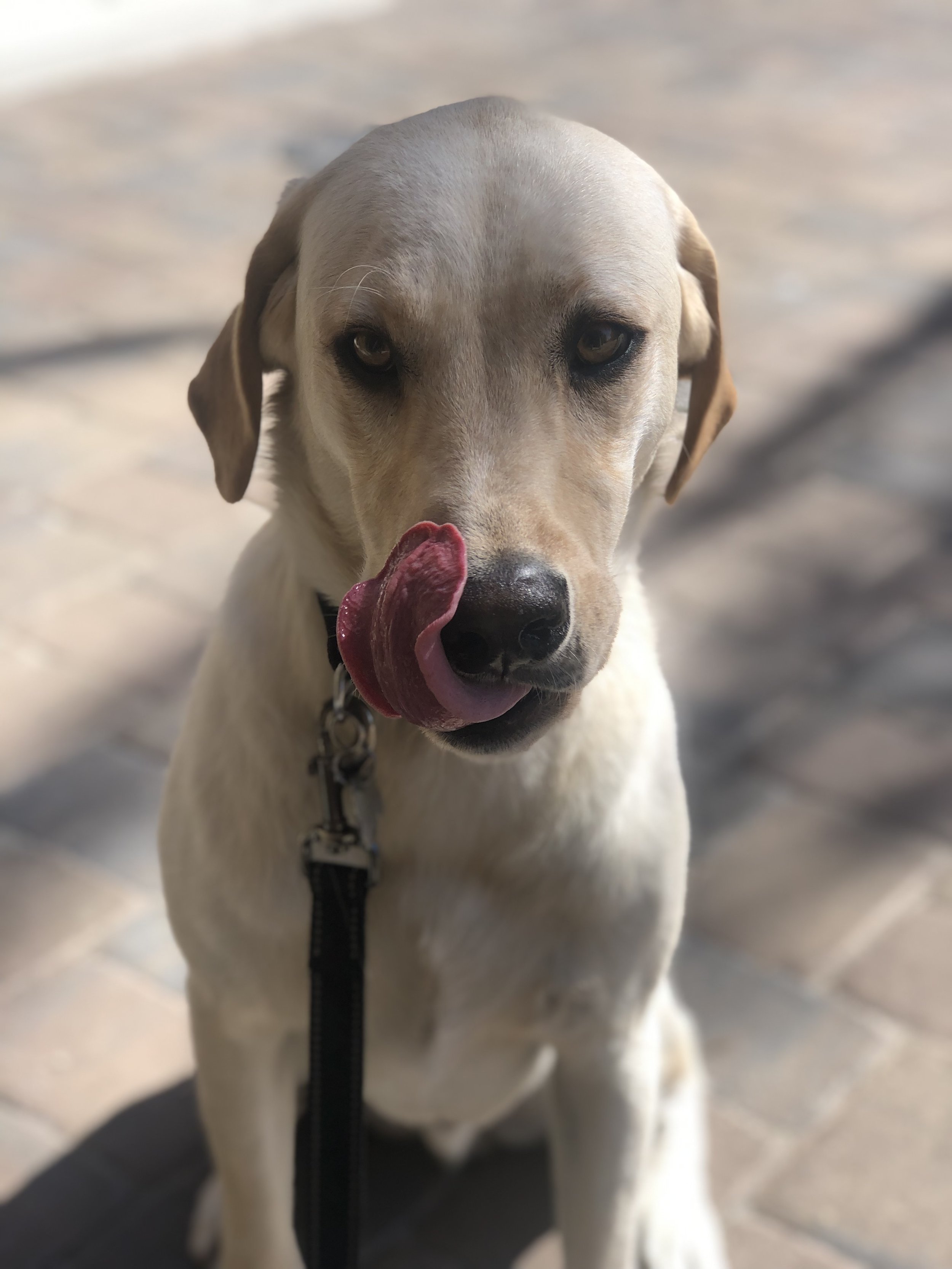 A tan and white dog with floppy ears licking its nose, sitting on a brick surface.