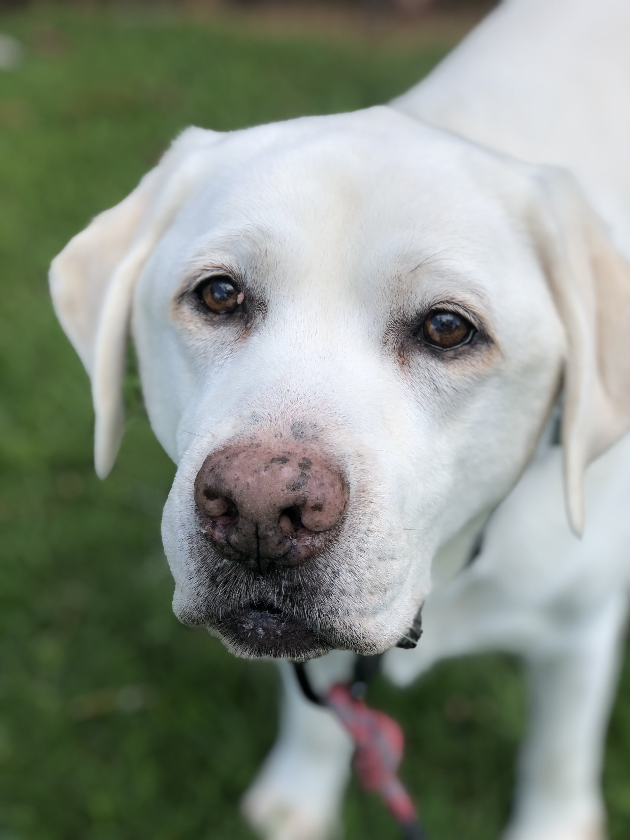 Close-up of a white dog with brown eyes and a pink, spotted nose, outdoors on green grass.