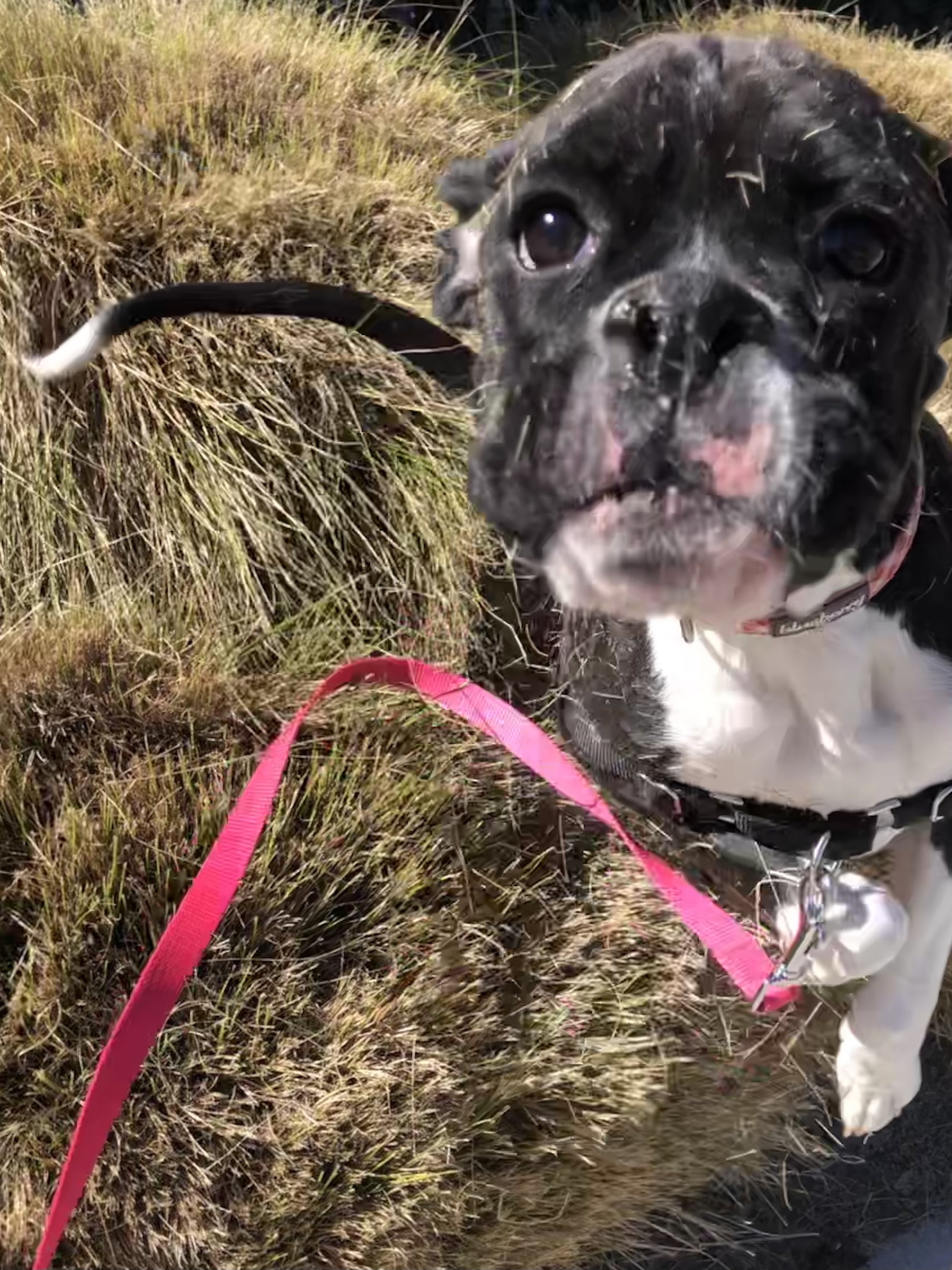 Close-up of a black and white puppy with a pink nose, wearing a harness, standing next to a bush with dry grass, on a walk with a pink leash.