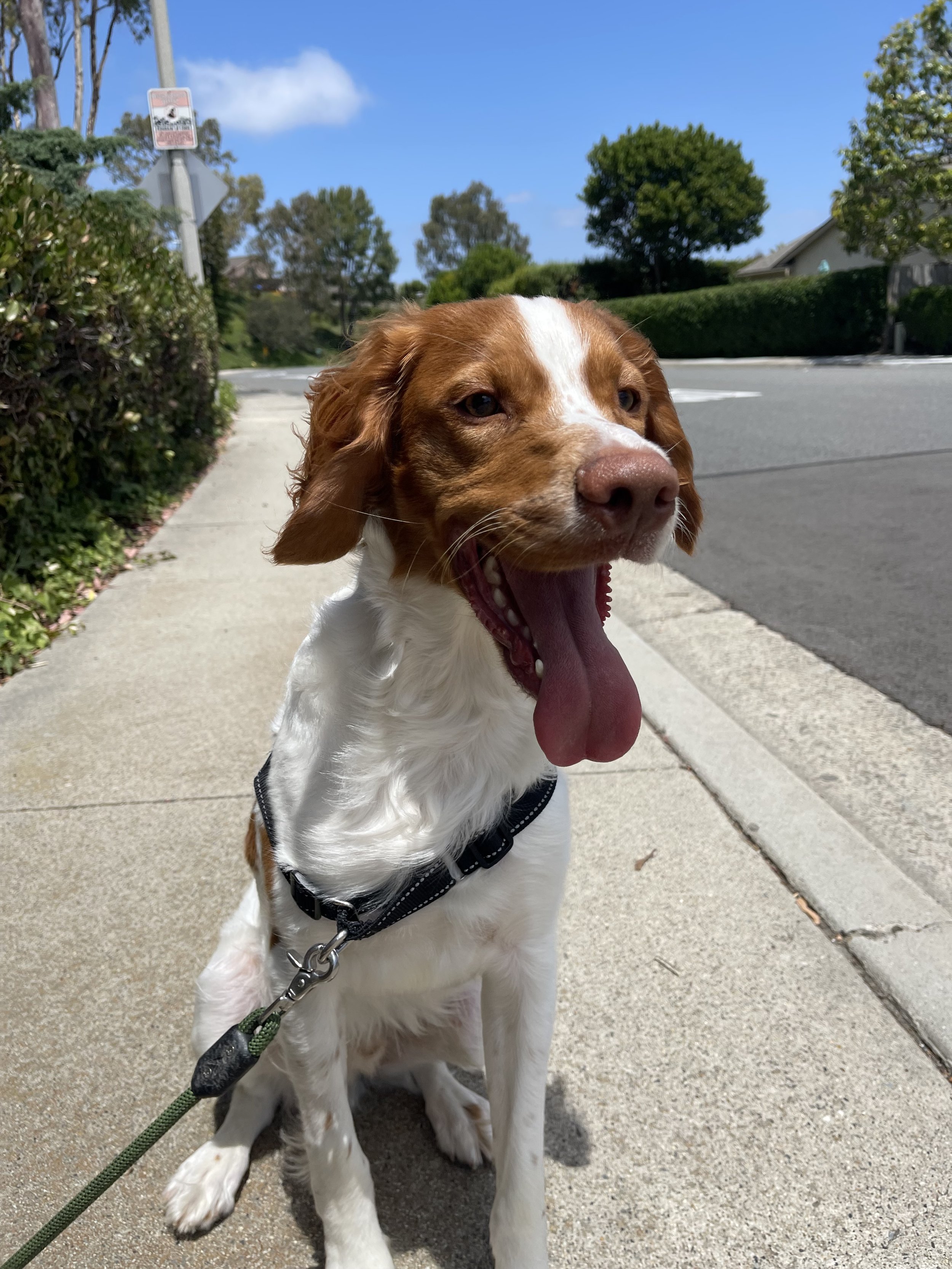 A happy liver and white dog sitting on a sidewalk with its tongue hanging out, under a clear blue sky.