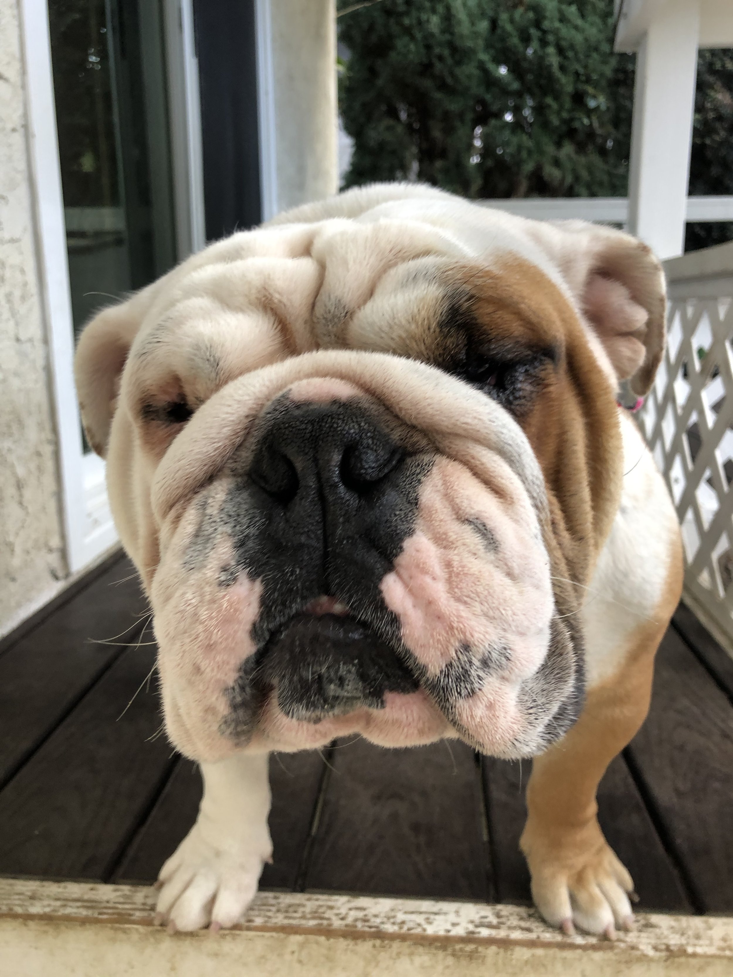Close-up of a sleepy bulldog with its eyes nearly closed, standing on a wooden porch.