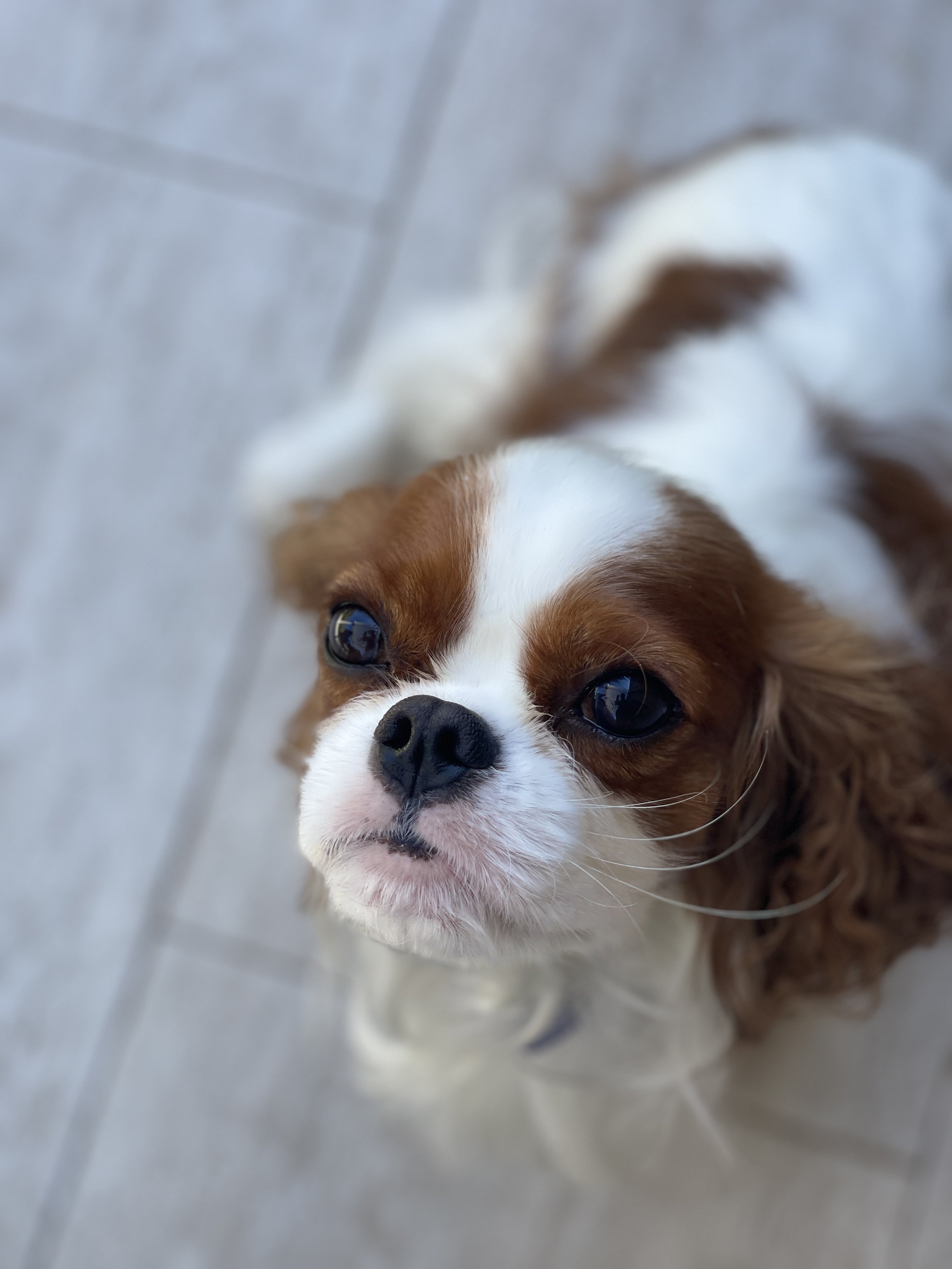 Close-up of a Cavalier King Charles Spaniel dog lying on a tiled floor, looking up at the camera.