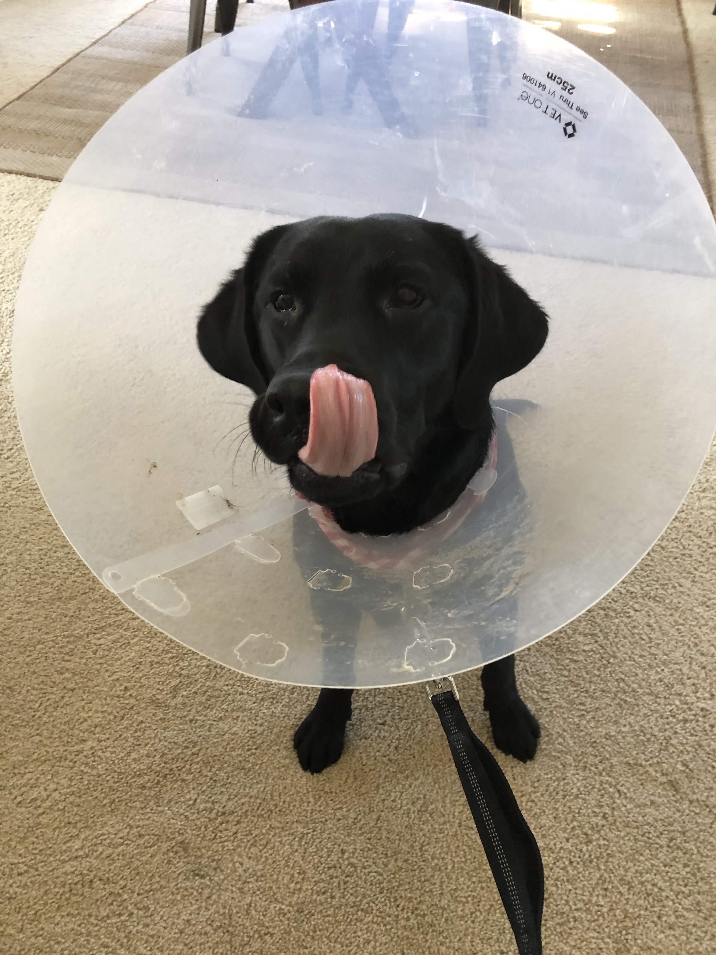 Black dog wearing a plastic cone with its tongue out, licking its nose, standing on a beige carpeted floor.