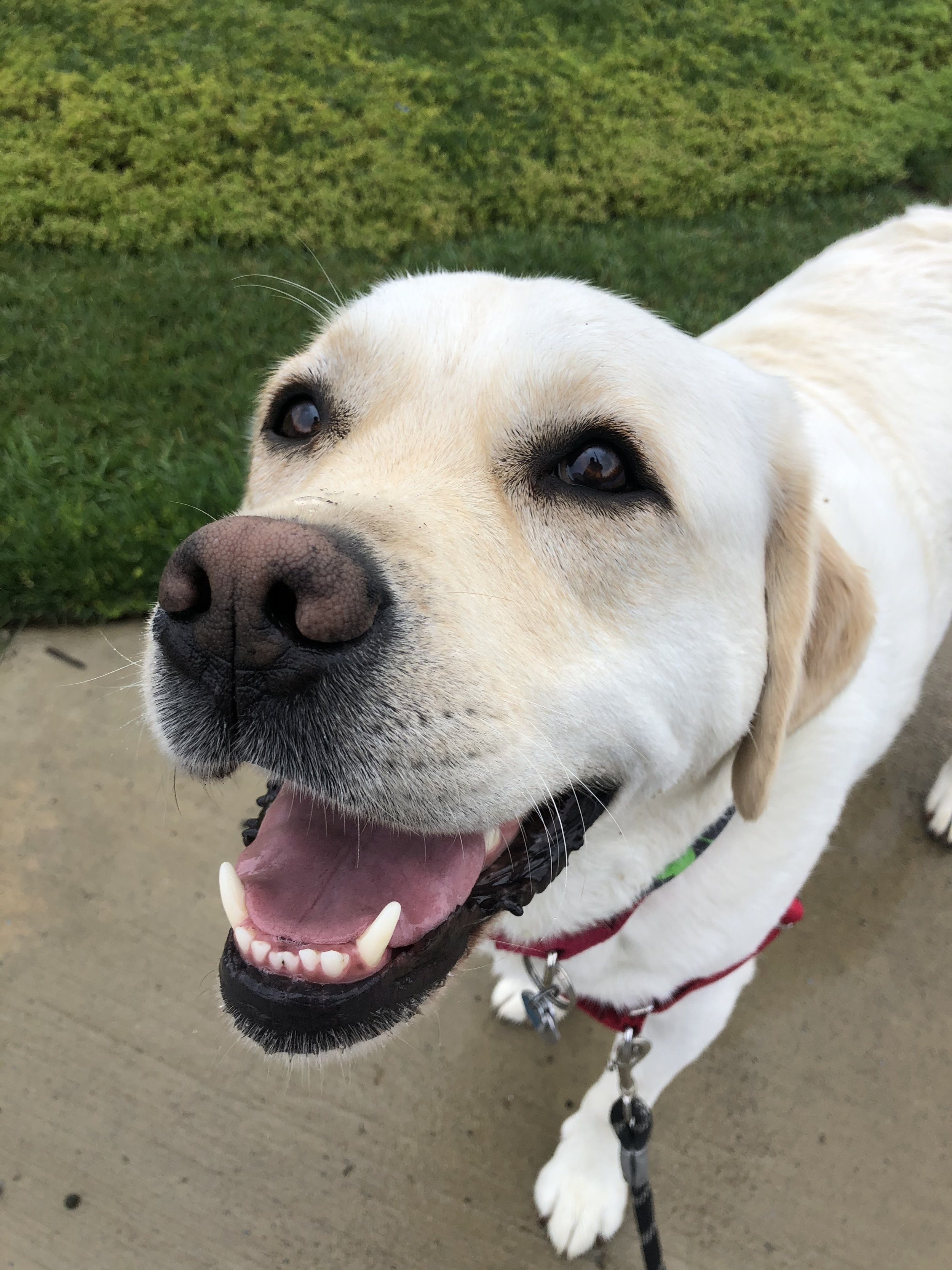 Close-up of a happy, smiling yellow Labrador retriever dog outdoors on a concrete pathway with green grass in the background.