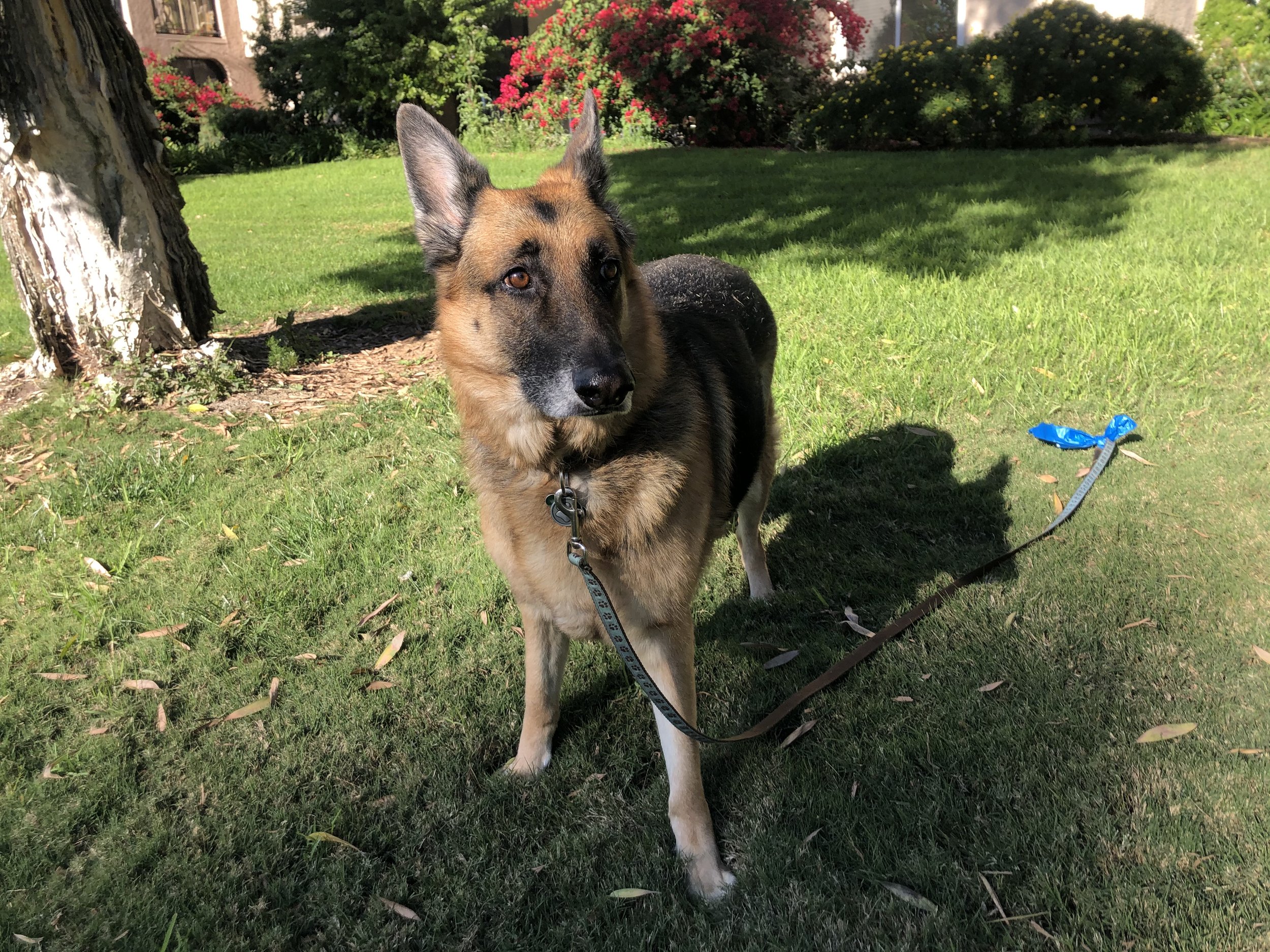A German Shepherd mix dog standing on a grassy park area with trees and colorful bushes in the background. The dog is on a leash, has a black and tan coat, and is looking at the camera.