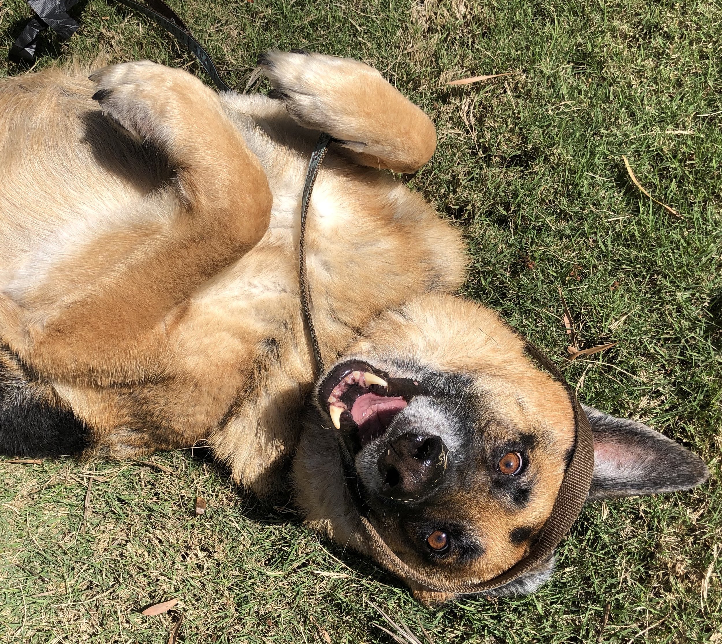 A playful dog lying on its back on grass, showing its teeth and tongue, with a leash around its neck.
