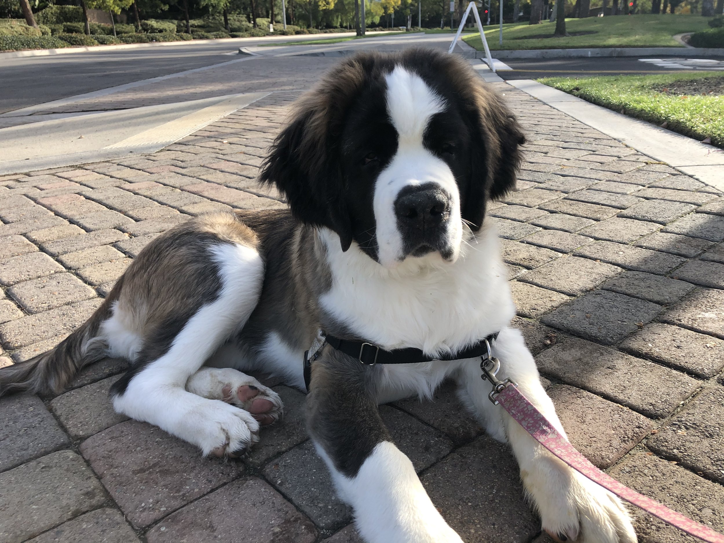 A large Saint Bernard puppy resting on a brick sidewalk with green grass and trees in the background.