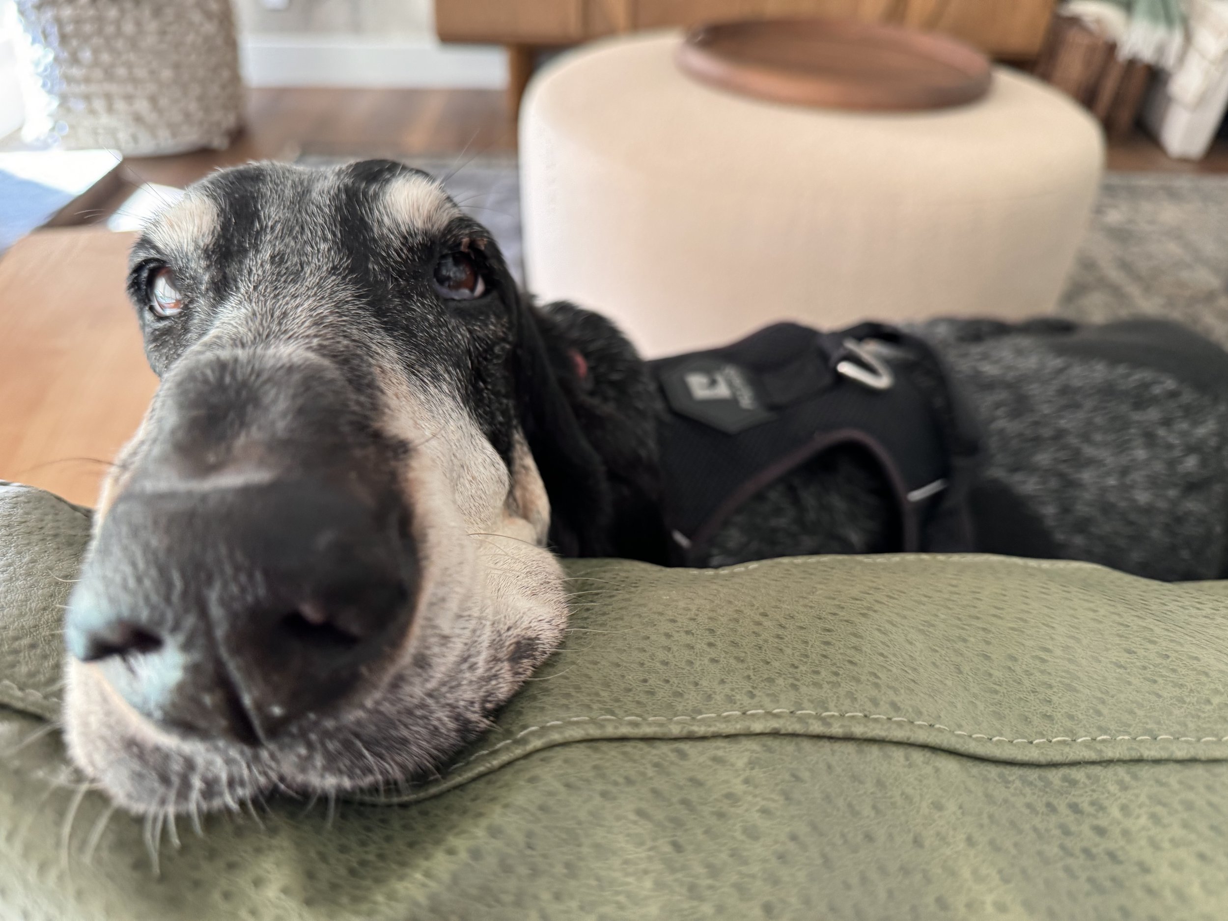 Close-up of a black and white dog resting its head on a green cushion, looking at the camera with a relaxed expression in a cozy living room.