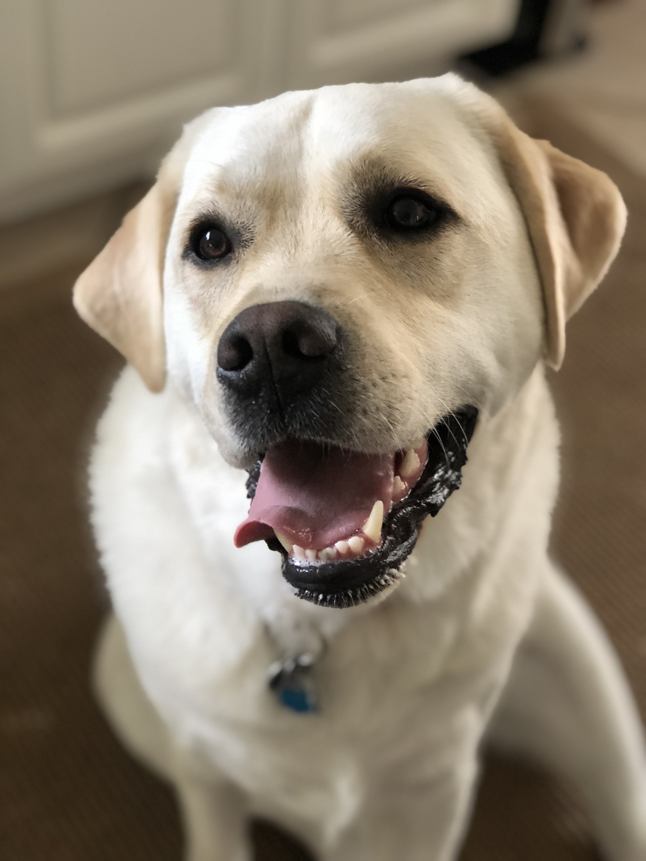 A happy yellow Labrador retriever looking up with its mouth open, showing teeth and tongue, indoors on a brown carpet.