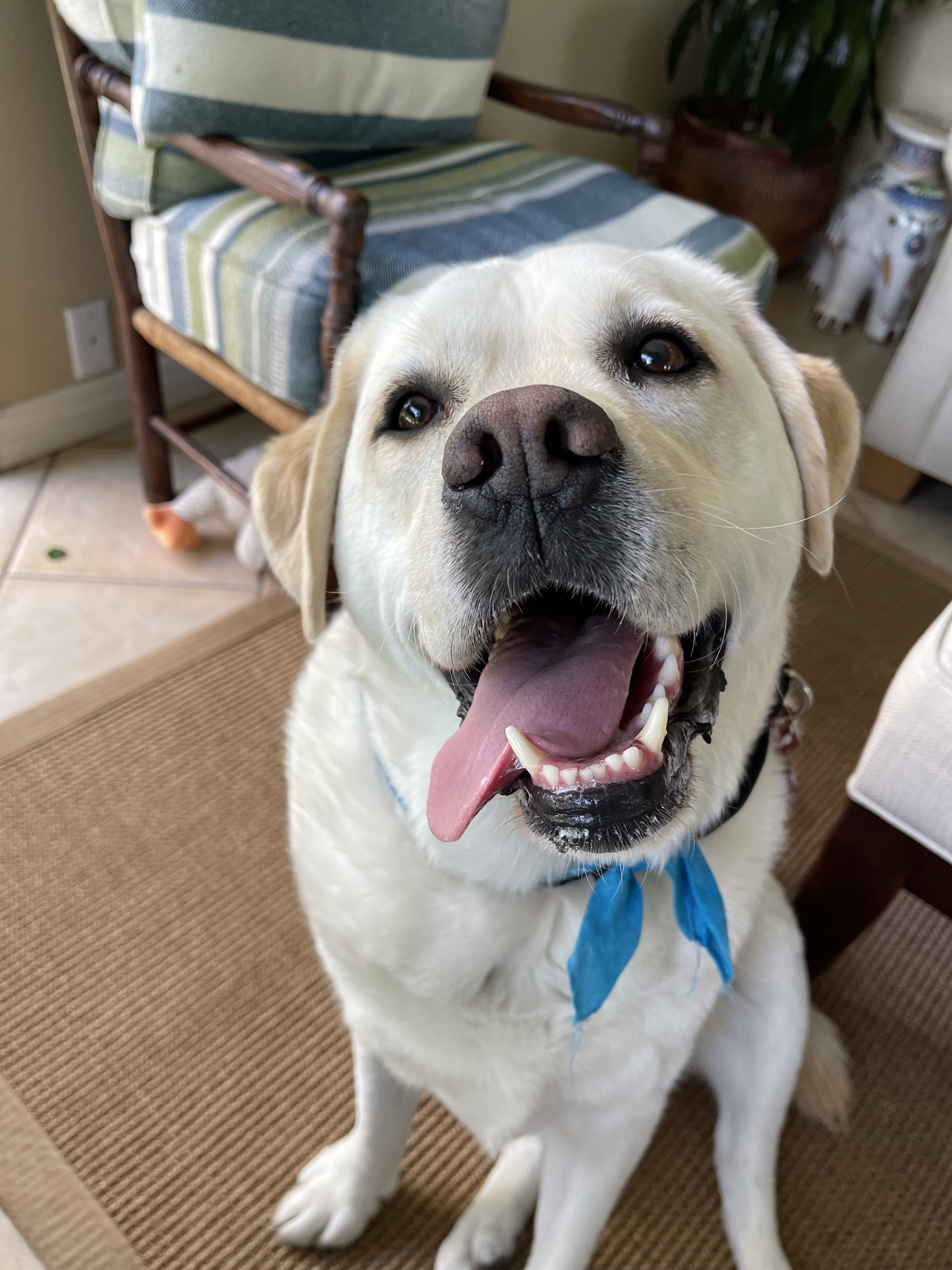 A happy Labrador retriever with its tongue hanging out, sitting indoors on a brown rug.