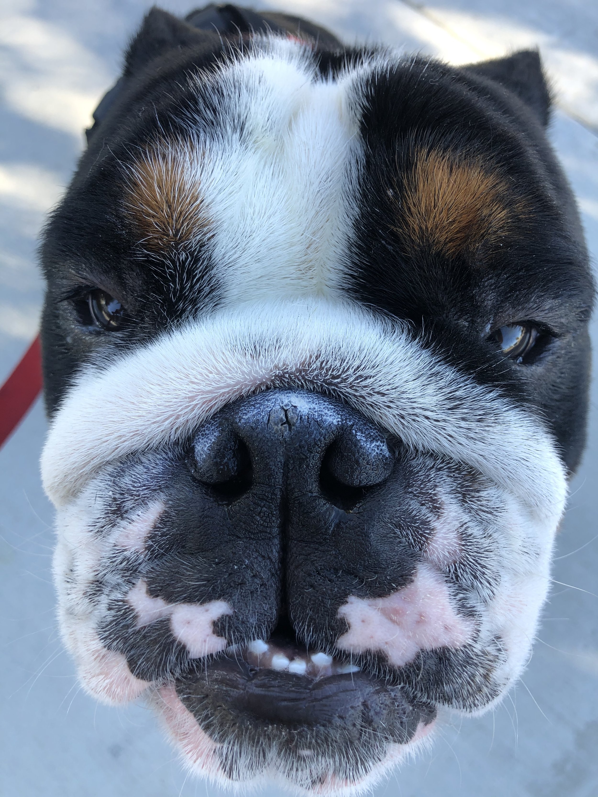 Close-up of a bulldog's face showing its nose, eyes, and facial markings.
