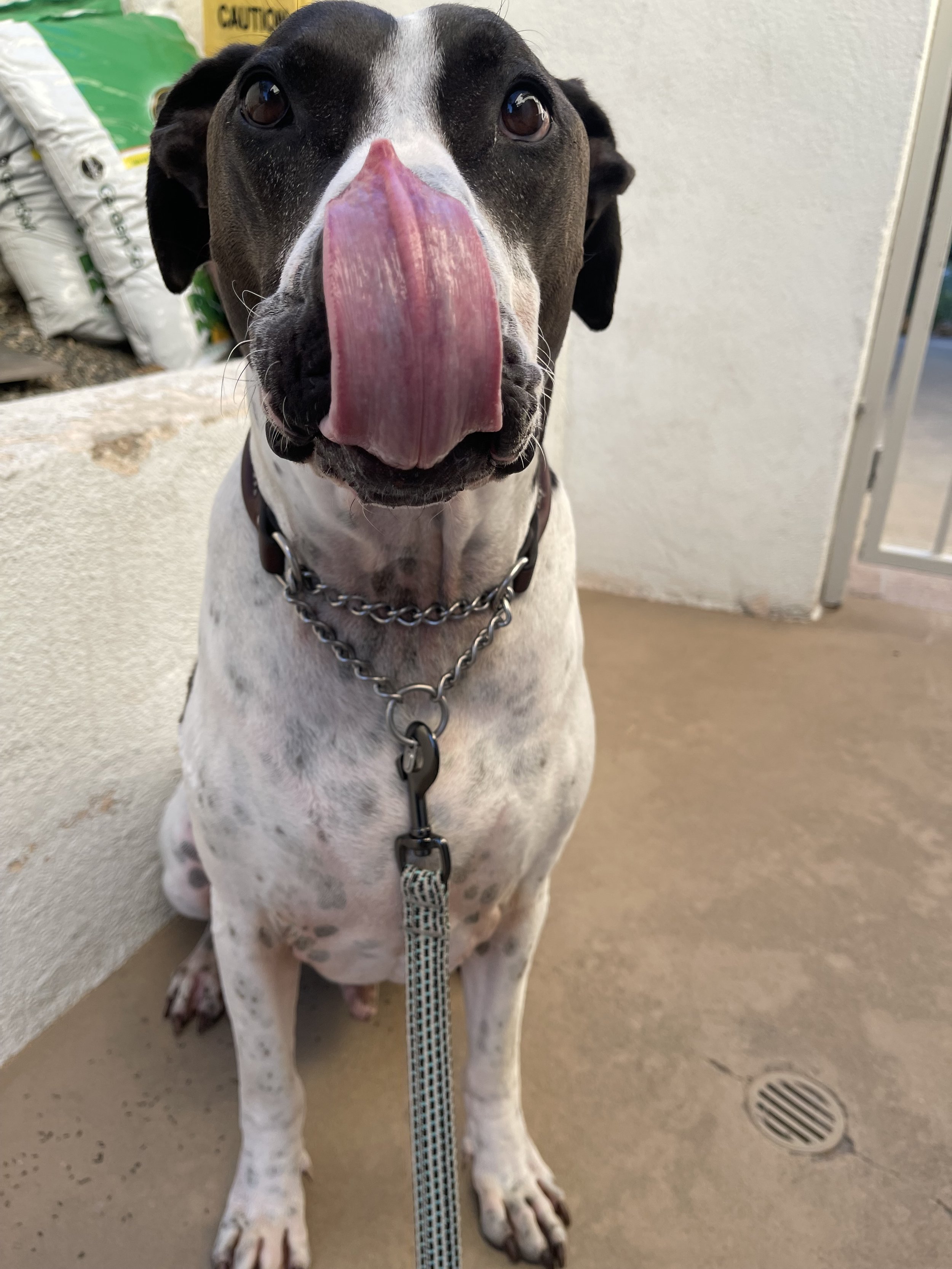 A black and white dog with a pink tongue sticking out, sitting on a concrete floor next to a white wall.