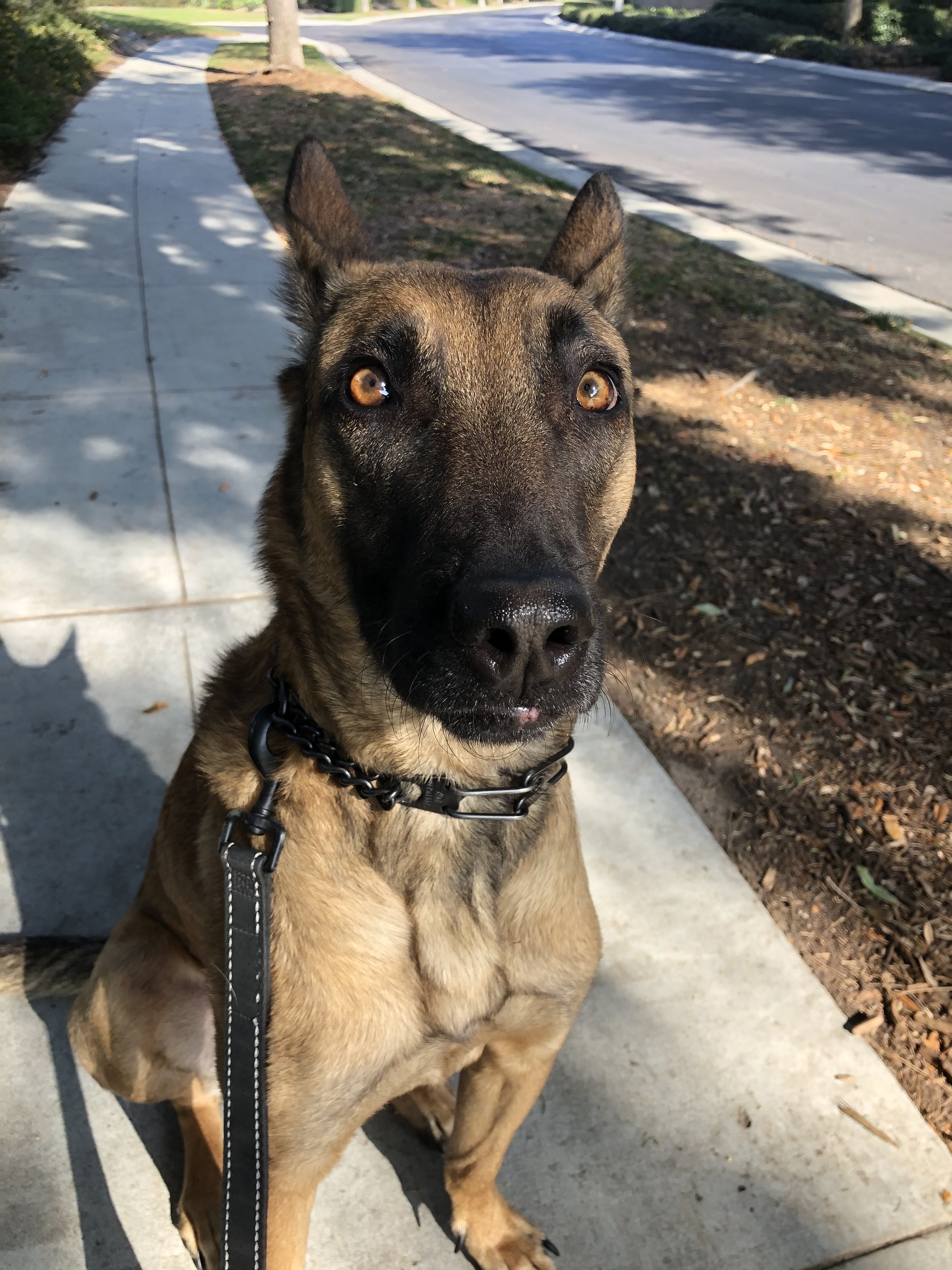 A brown and black dog sitting on a sidewalk with a grassy area and street in the background.