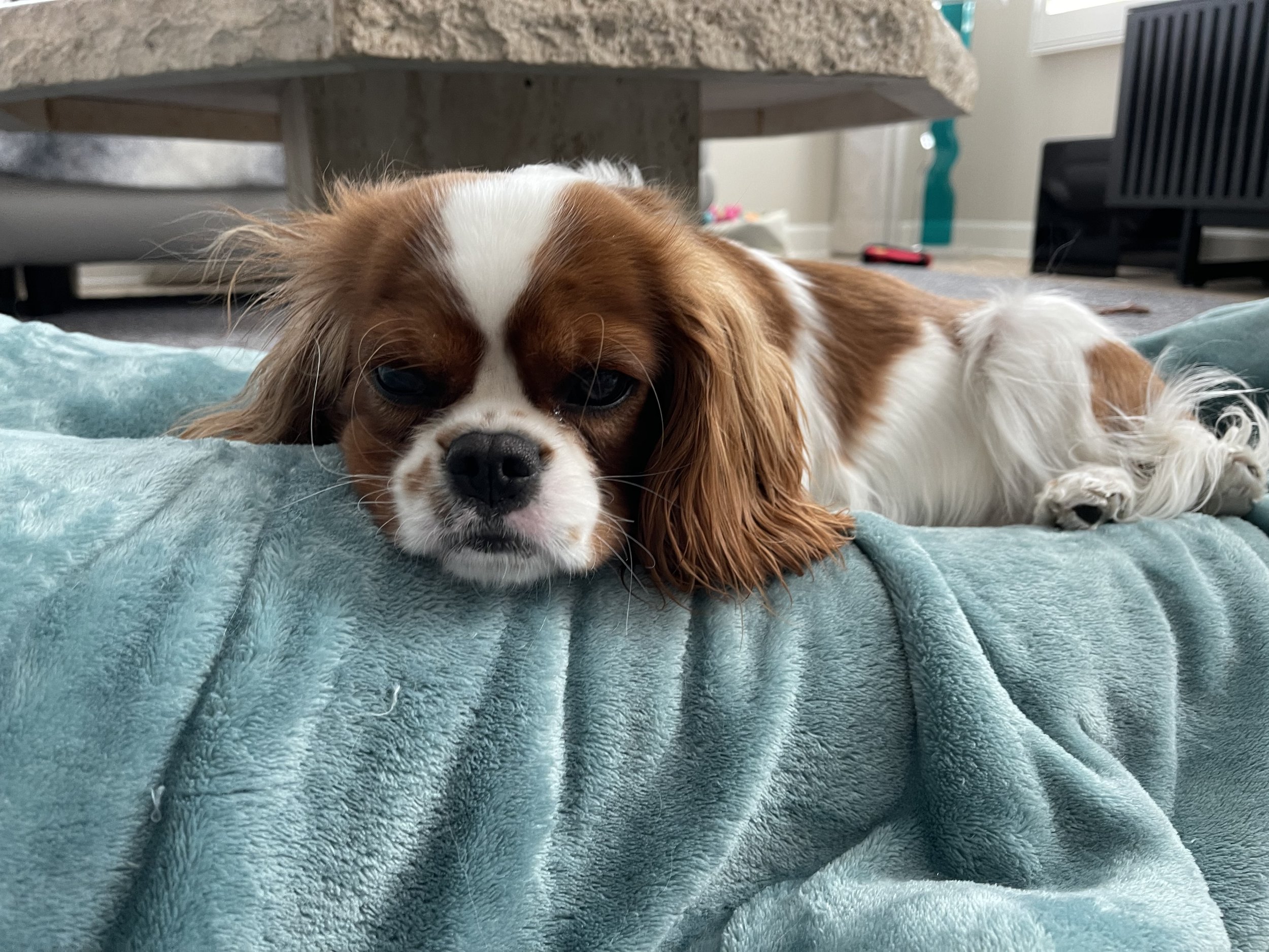 A Cavalier King Charles Spaniel dog lying on a blue blanket with its head resting on the blanket, looking at the camera with a relaxed expression.